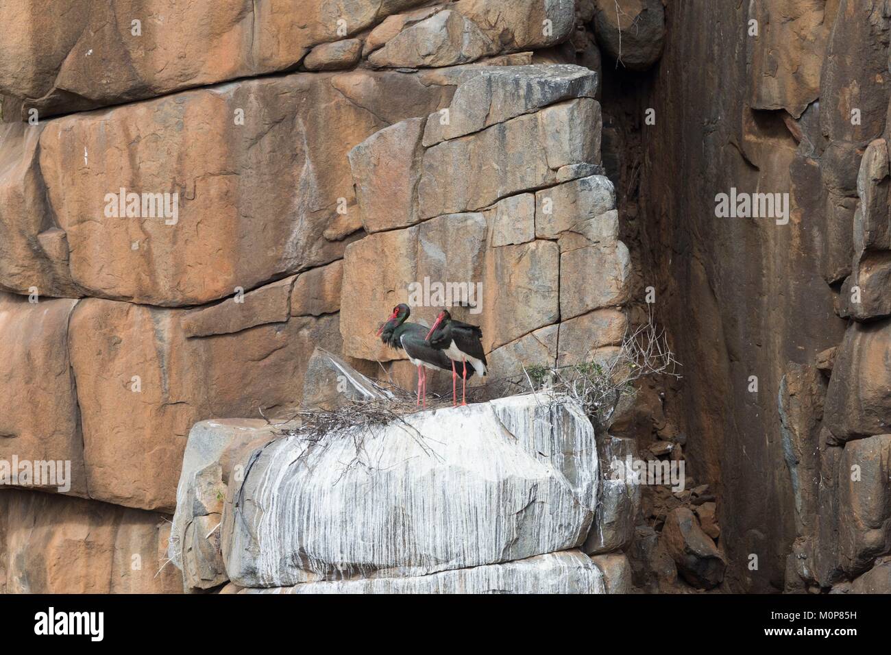Südafrika, Obere Karoo, Schwarzstorch (Ciconia nigra), ein Paar auf dem Nest in einem Felsen Stockfoto