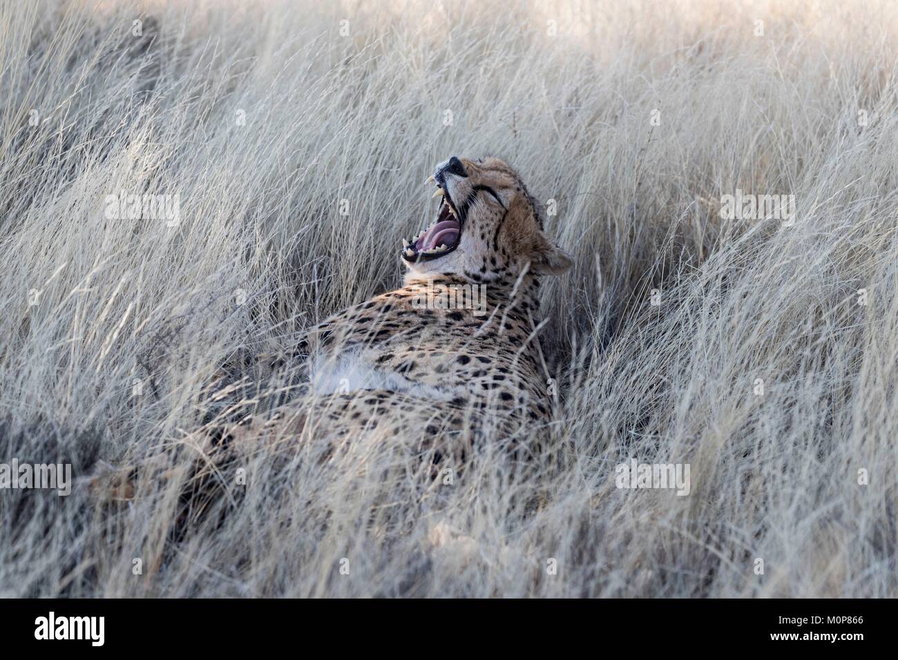 Südafrika, Private Reserve, Geparden (Acinonyx jubatus) Stockfoto