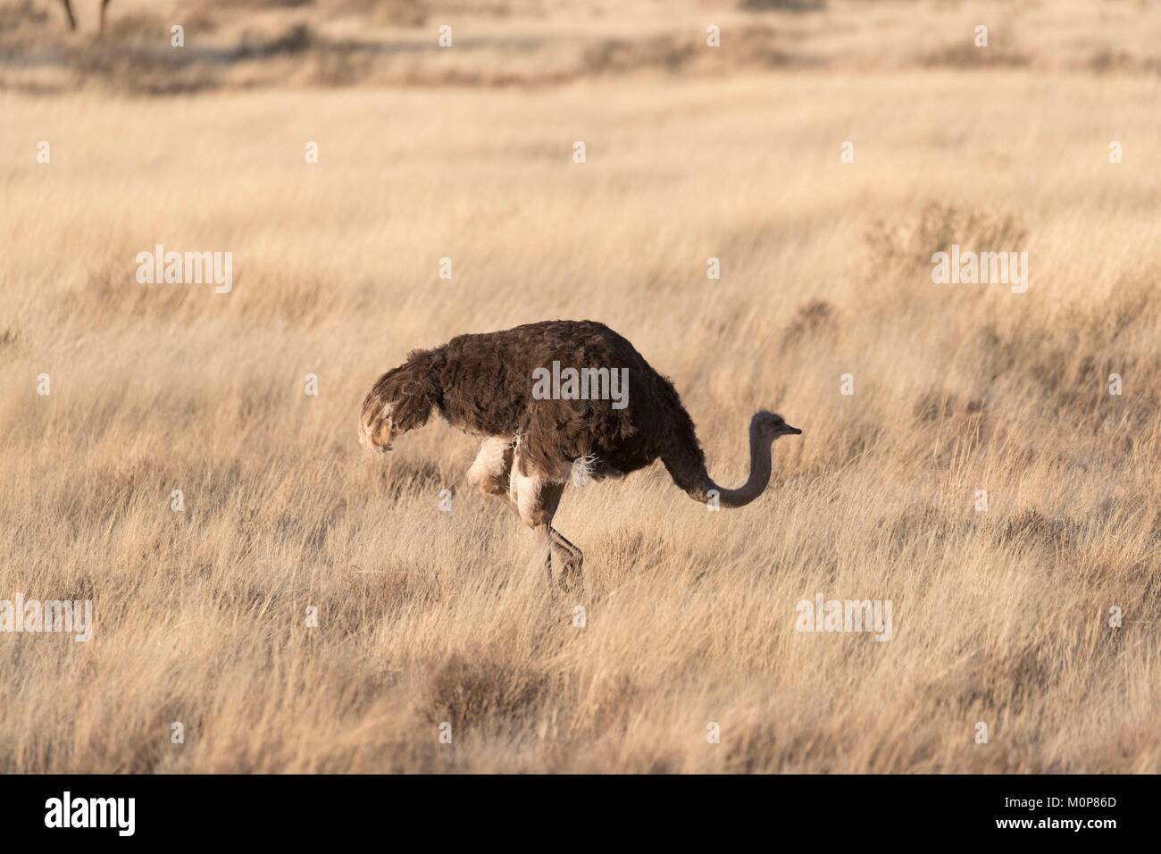 Südafrika, Obere Karoo, Strauß oder gemeinsamen Strauß (Struthio camelus), erwachsene Frau Fütterung in der Savanne Stockfoto