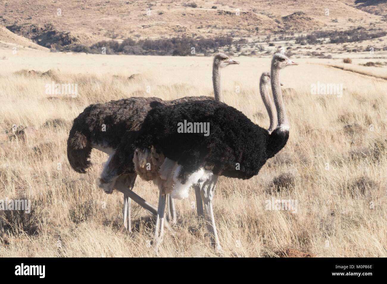 Südafrika, Obere Karoo, Strauß oder gemeinsamen Strauß (Struthio camelus), in der Savanne, das Männchen ist schwarz, das Weibliche in der Farbe braun ist Stockfoto