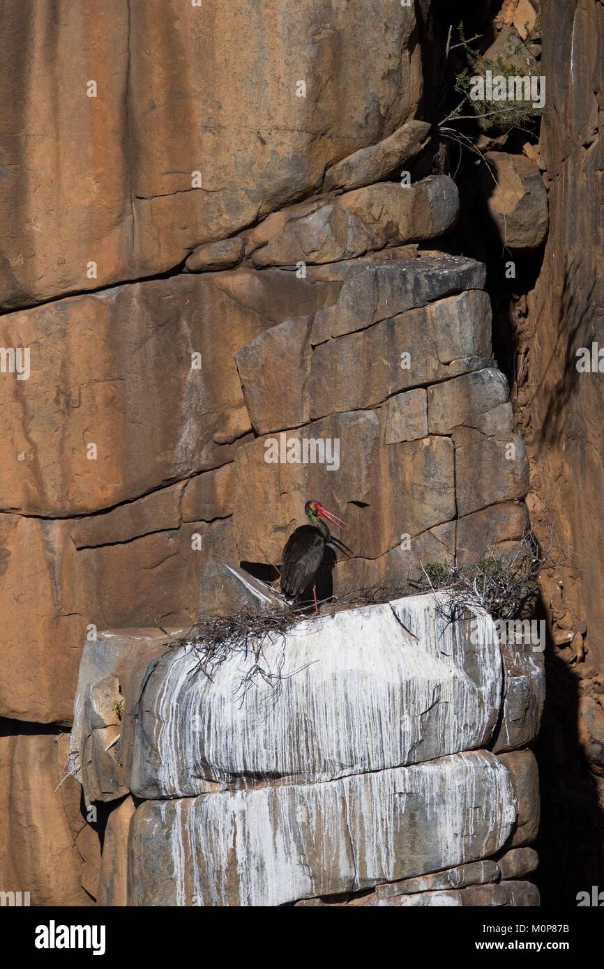 Südafrika, Obere Karoo, Schwarzstorch (Ciconia nigra), Nest in einem Felsen Stockfoto
