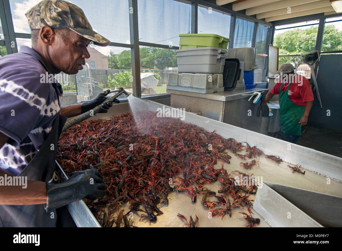 Usa, Louisiana, New Orleans. Carl Jackson, Teil Eigentümer von J&J Meeresfrüchte, in Gretna, können bis zu 1000 Pfund von langusten an bestimmten Tagen produzieren Stockfoto