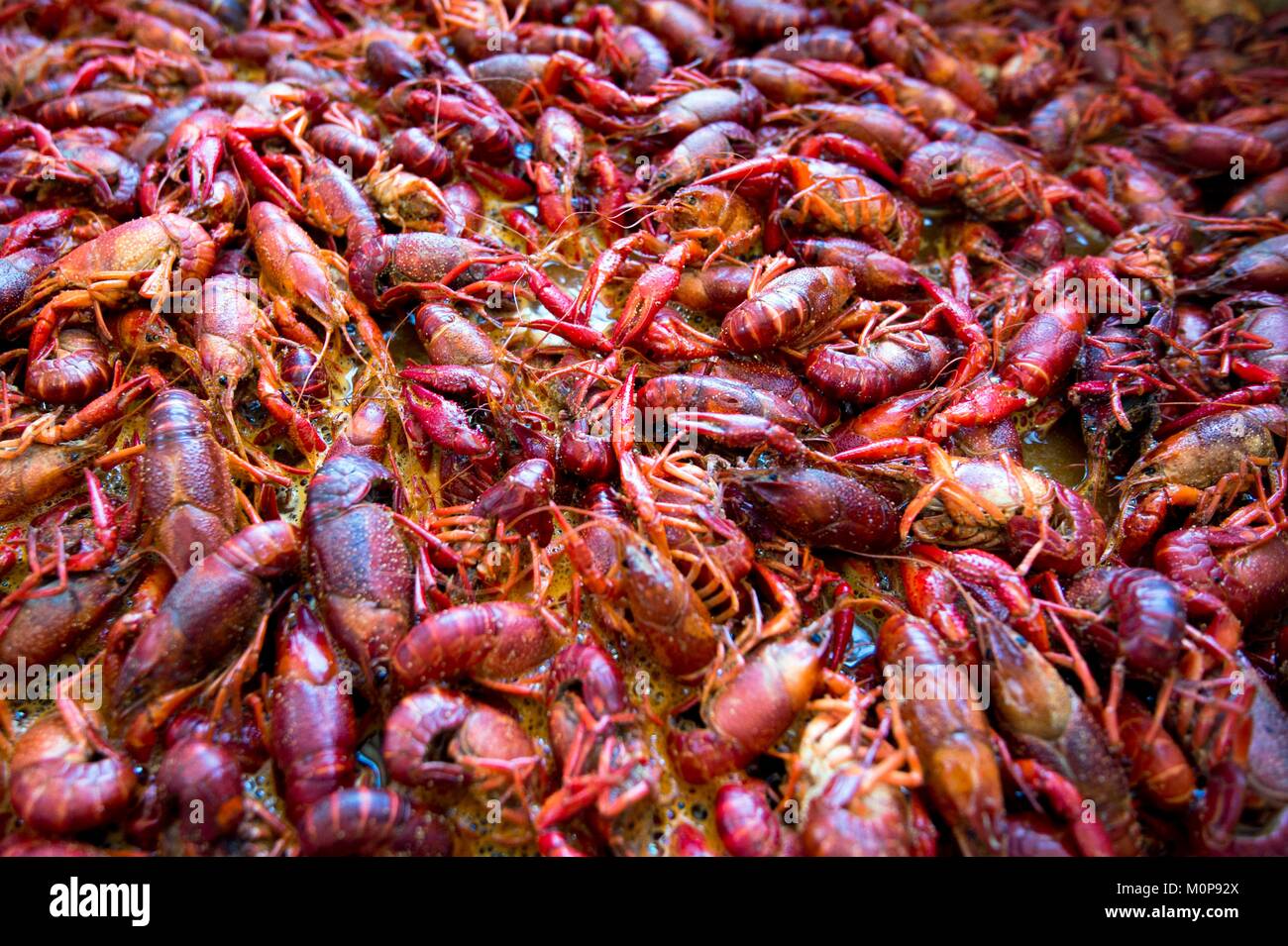 Usa, Louisiana, New Orleans. Carl Jackson, Teil Eigentümer von J&J Meeresfrüchte, in Gretna, können bis zu 1000 Pfund von langusten an bestimmten Tagen produzieren Stockfoto