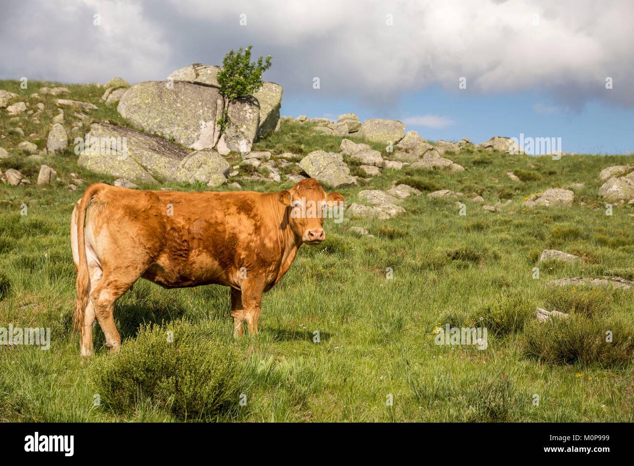 Frankreich, Lozère, Les Causses et les Cevennes, kulturelle Landschaft der Mediterranen agro Weidewirtschaft, als Weltkulturerbe von der UNESCO, der Nationalpark der Cevennen, als Reserve der Biosphäre der UNESCO, reinrassigen Kuh Limousine aufgeführt Stockfoto