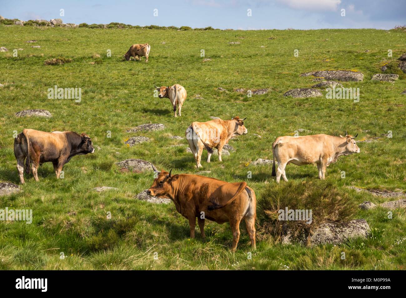 Frankreich, Lozère, Les Causses et les Cevennes, kulturelle Landschaft der Mediterranen agro Weidewirtschaft, als Weltkulturerbe von der UNESCO, der Nationalpark der Cevennen, als Reserve der Biosphäre der UNESCO, Mas Camargues, die Kühe in einem Wiesen aufgeführt Stockfoto