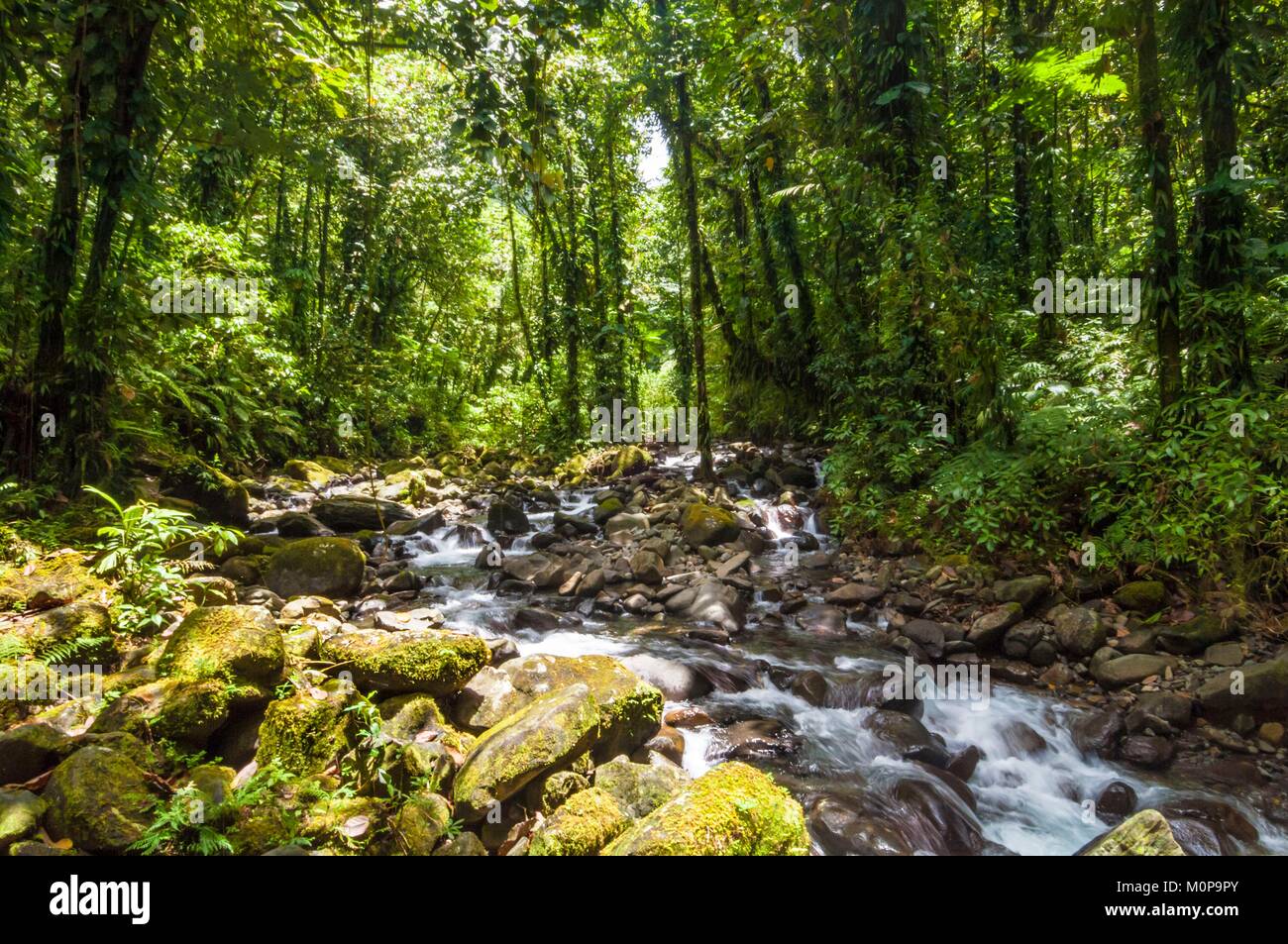 Nord-, Mittel- und Südamerika, Karibik, Frankreich, Guadeloupe, Basse Terre, Goyave, diese Wanderung führt in das Herz der Guadeloupe tropischen Regenwälder Moreau fällt, wo man schwimmen kann Stockfoto