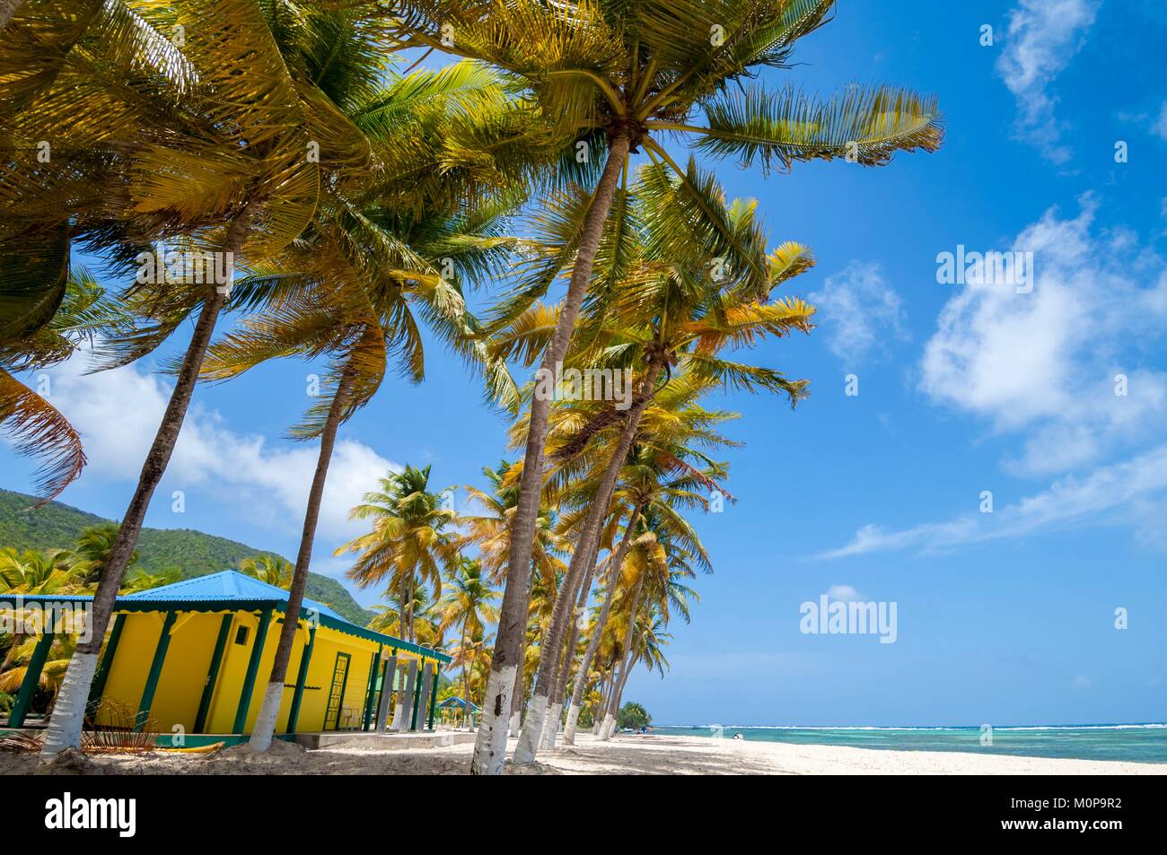 Frankreich, Karibik, Kleine Antillen, Guadeloupe, La Désirade, Grande Anse, Coconut Grove von Fifi Strand Stockfoto