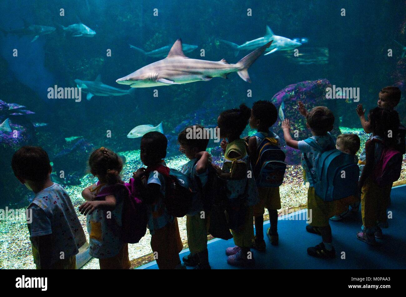 Frankreich, Karibik, Antillen, Guadeloupe, Grande-Terre, Le Gosier, eine Schule Gruppe entdeckt das Schwarze Spitze Haifischbecken (Carcharhinus Melanopterus) im Aquarium von Guadeloupe Stockfoto