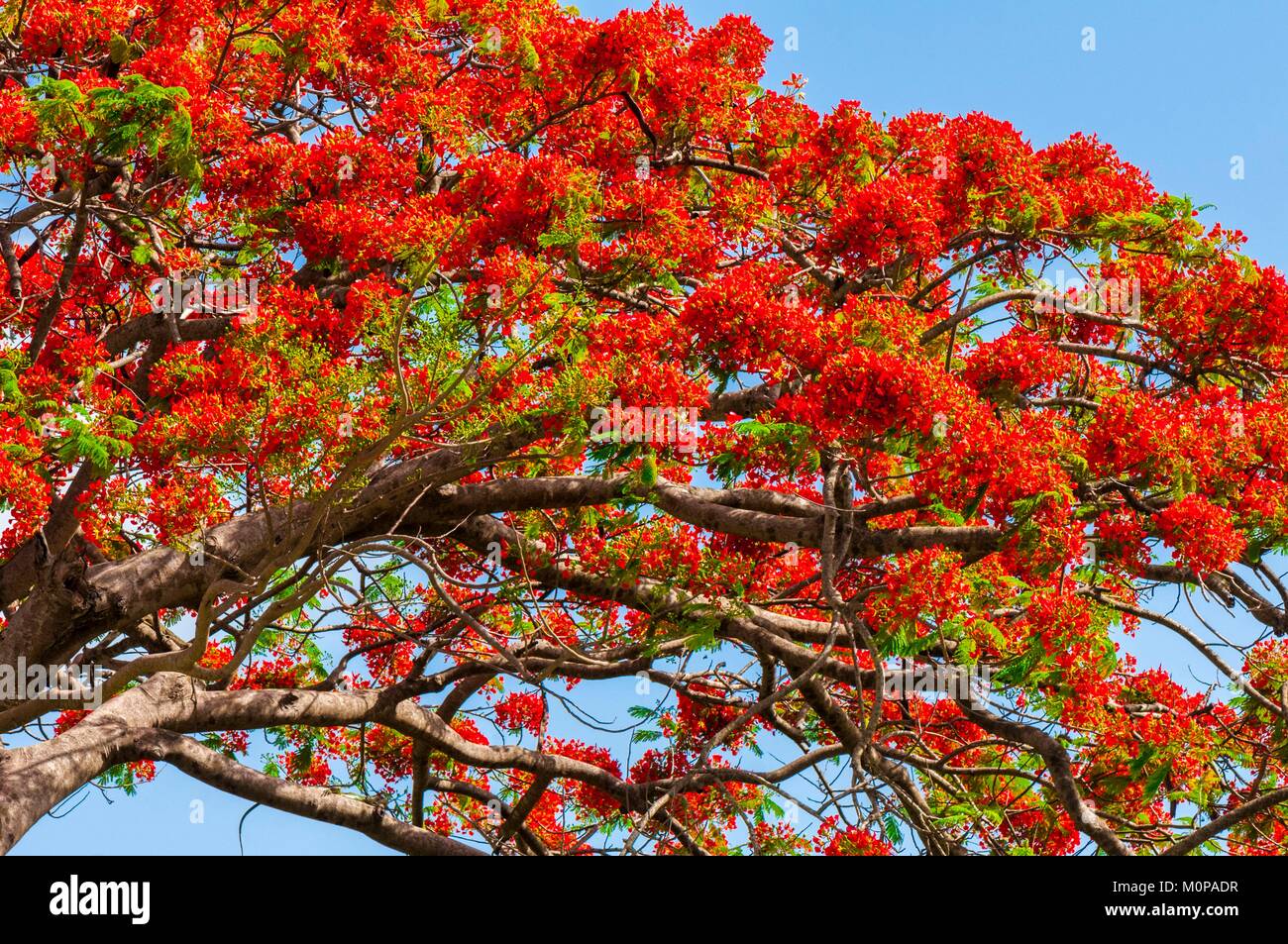 Frankreich, Karibik, Kleine Antillen, Guadeloupe, Basse-Terre, Petit-Bourg, Extravagant (delonix Regia) in voller Blüte Stockfoto