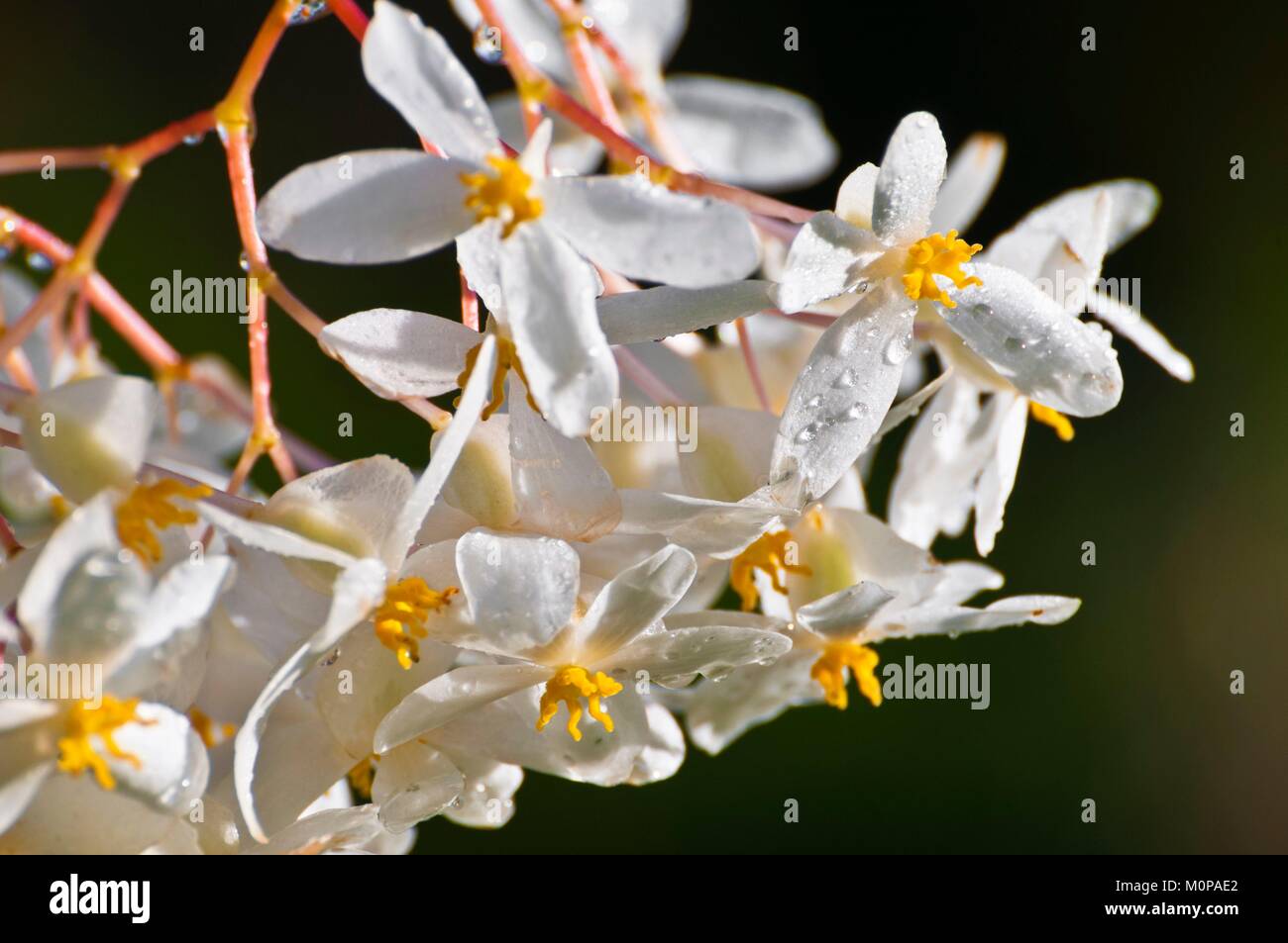 Frankreich, Karibik, Kleine Antillen, Guadeloupe, Basse-Terre, Petit-Bourg, Detail einer Blume von Begonia scharffii unter dem Tau Stockfoto
