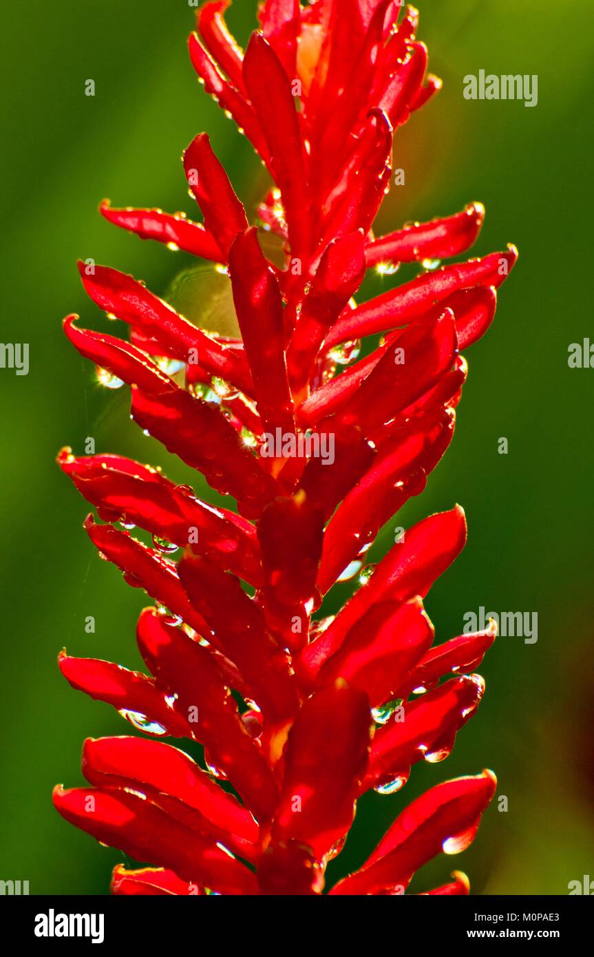 Frankreich, Karibik, Kleine Antillen, Guadeloupe, Basse-Terre, Petit-Bourg, detail von eine Blume von alpinia Purpurata unter dem Tau Stockfoto