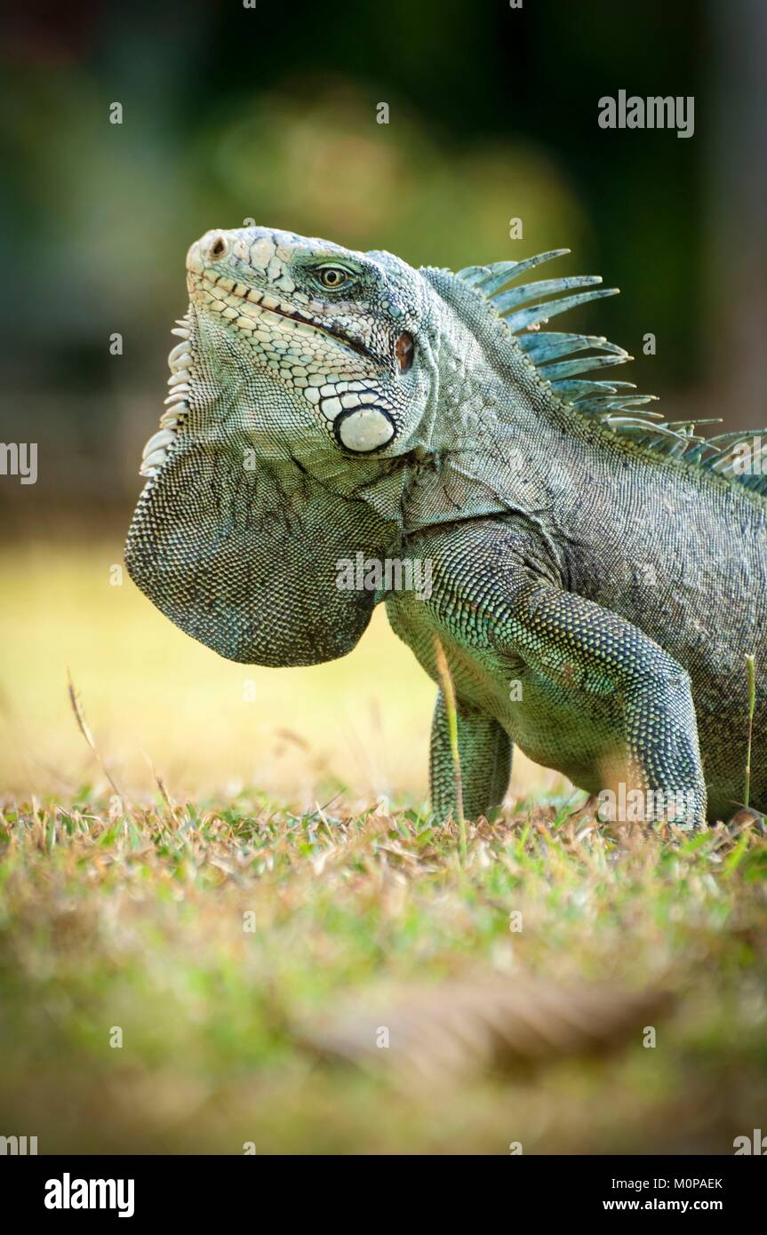 Frankreich, Karibik, Kleine Antillen, Guadeloupe, Basse-Terre, Petit-Bourg, grüner Leguan (Iguana iguana) Stockfoto