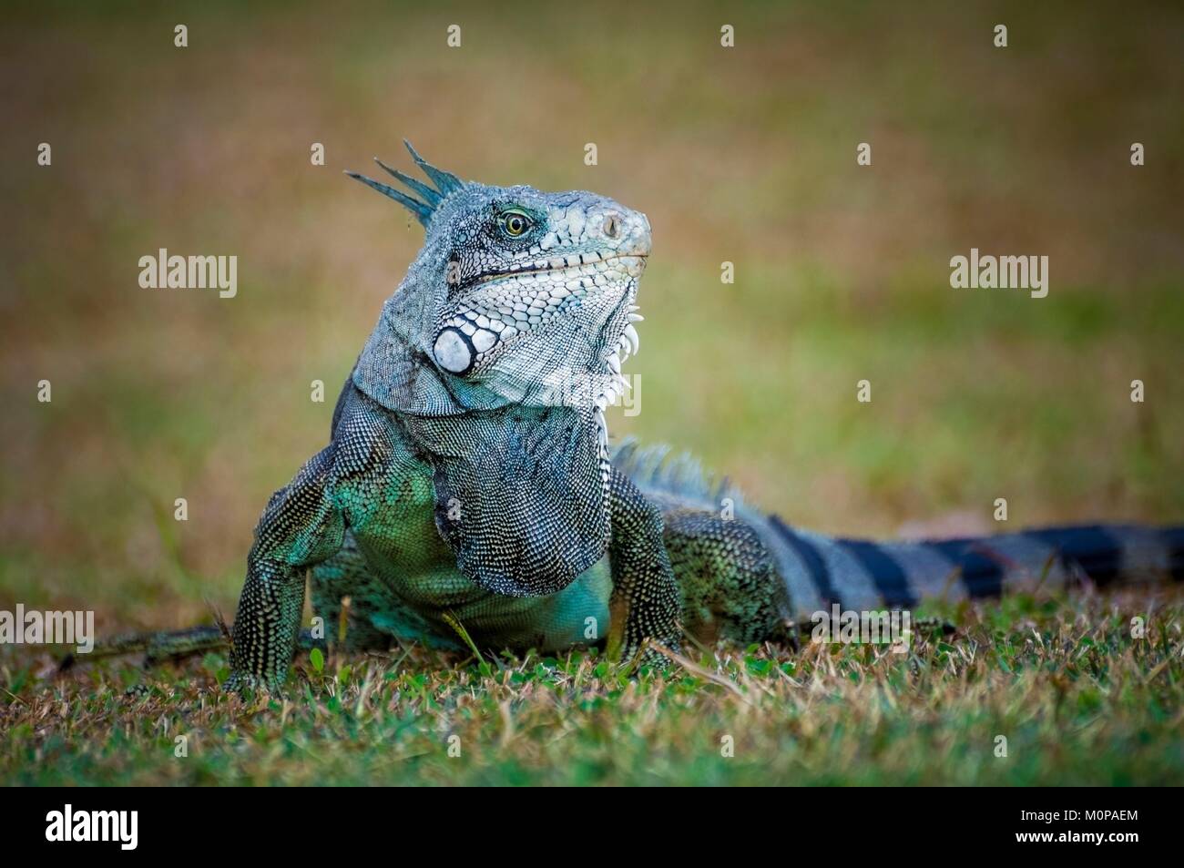 Frankreich, Karibik, Kleine Antillen, Guadeloupe, Basse-Terre, Petit-Bourg, grüner Leguan (Iguana iguana) Stockfoto
