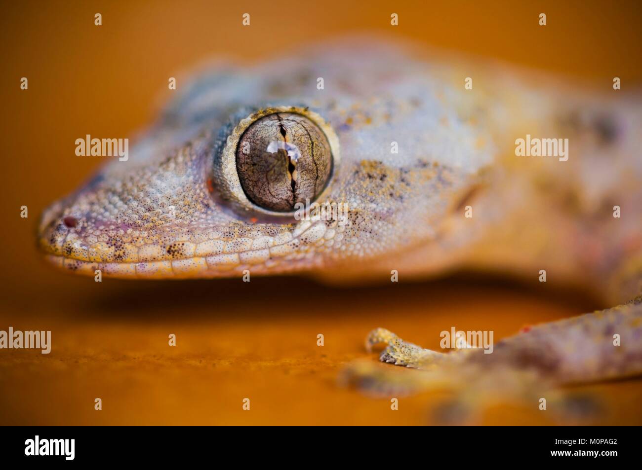 Frankreich, Karibik, Kleine Antillen, Guadeloupe, Basse-Terre, Petit-Bourg, Portrait eines Gecko (Hemidactylus mabouia) Stockfoto
