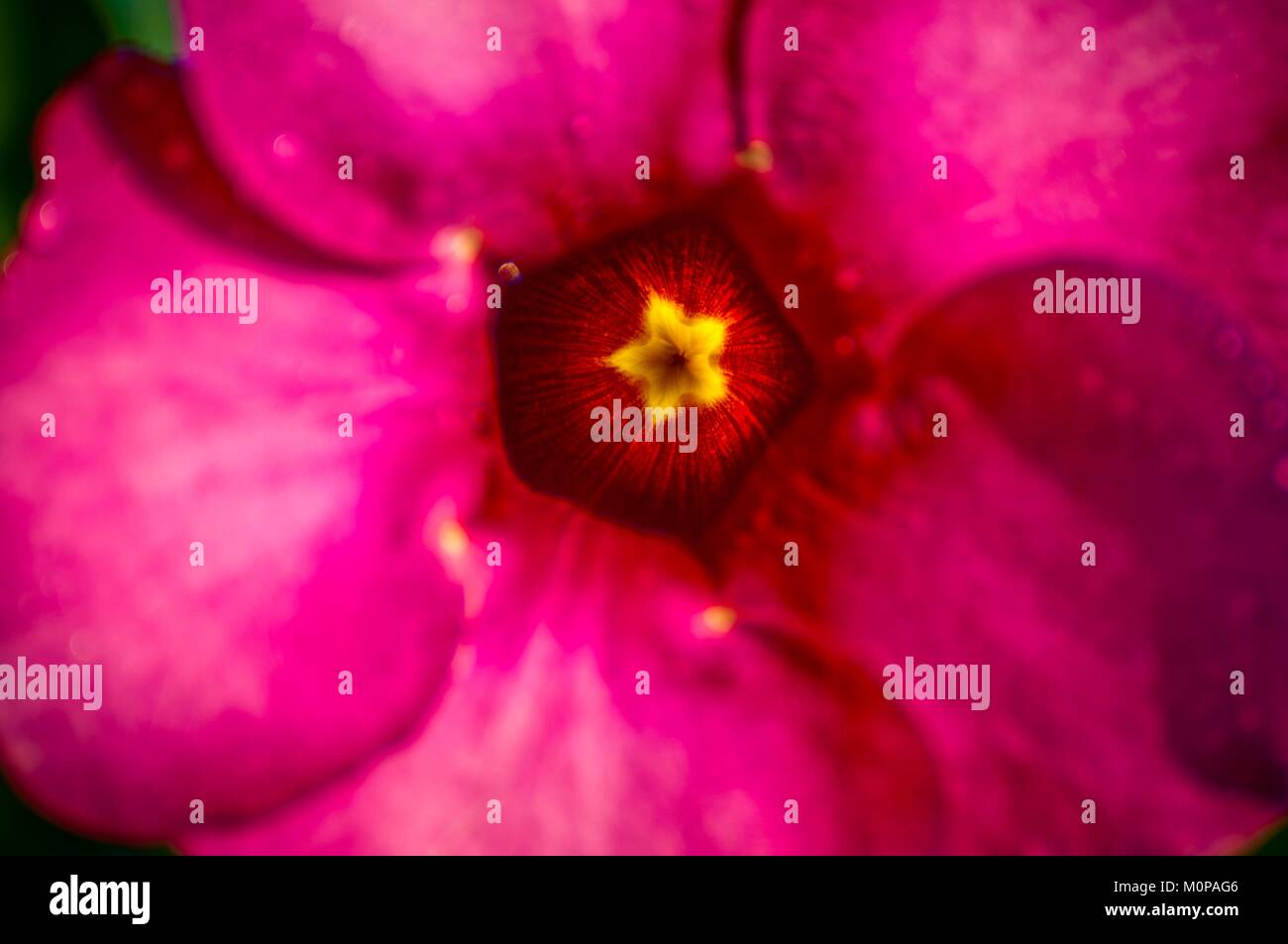 Frankreich, Karibik, Kleine Antillen, Guadeloupe, Basse-Terre, Petit-Bourg, Detail von einem violetten Alamanda Blume (Allamanda blanchetii) Stockfoto