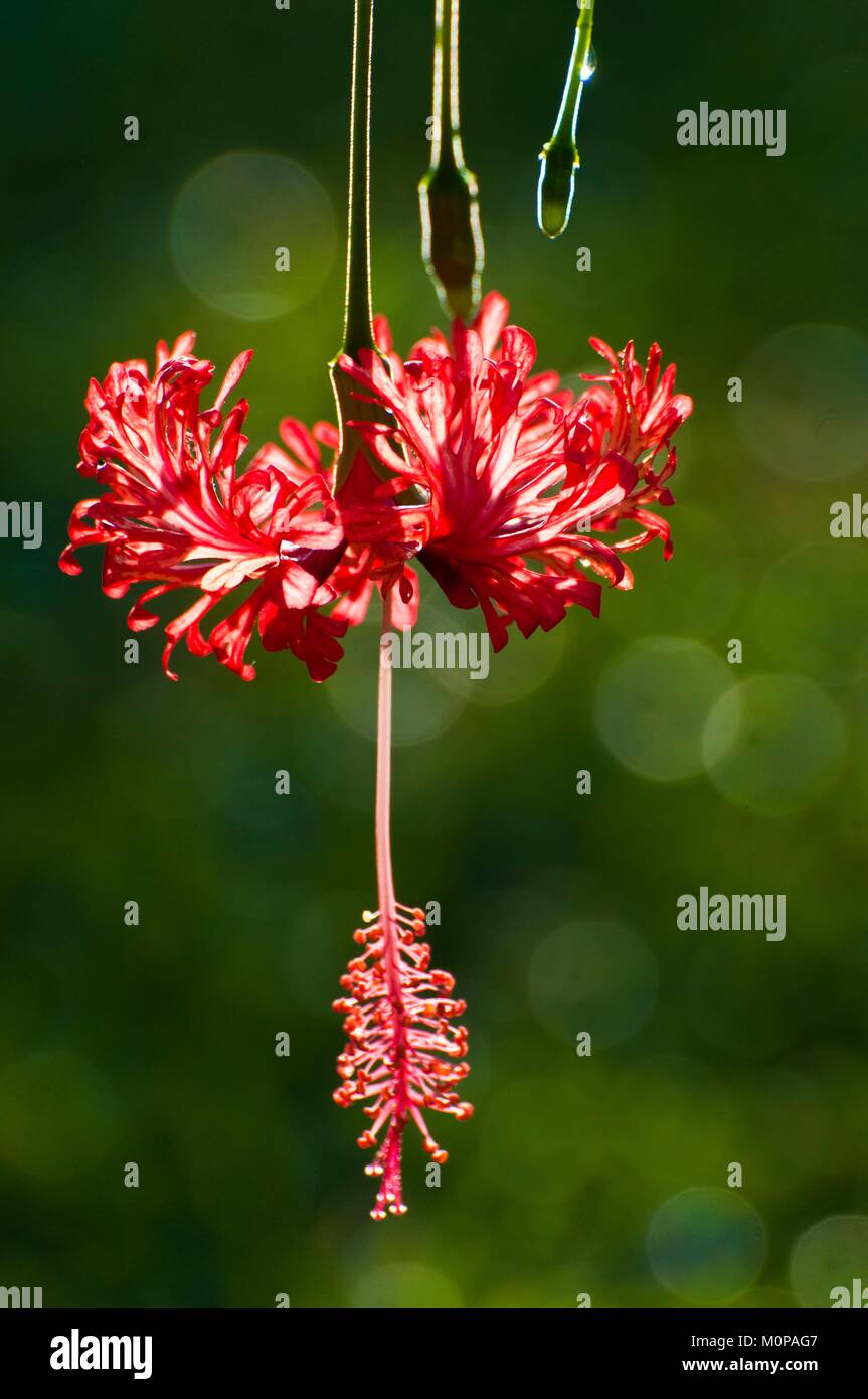 Frankreich, Karibik, Kleine Antillen, Guadeloupe, Basse-Terre, Petit-Bourg, tropischen Hibiskus Blume (Schizopetalus) unter dem Morgentau Stockfoto