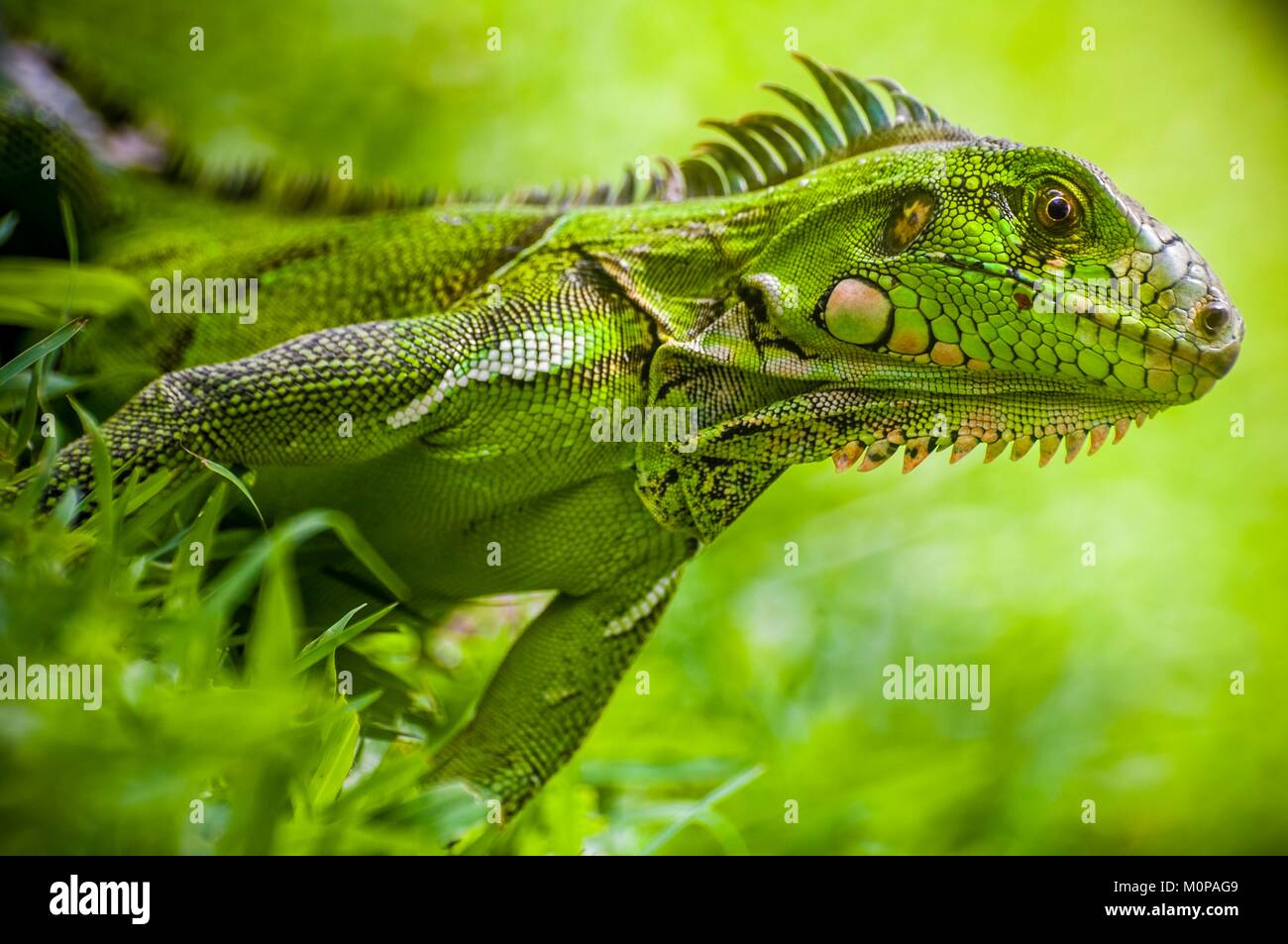 Frankreich, Guadeloupe, Basse-Terre, Petit-Bourg, Portrait eines Jugendlichen Grüner Leguan oder gemeinsamen Leguan (Iguana iguana) Stockfoto