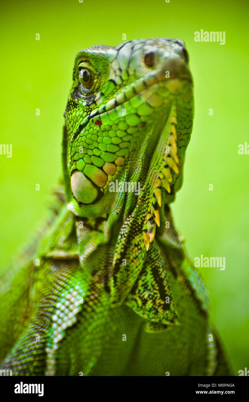 Frankreich, Guadeloupe, Basse-Terre, Petit-Bourg, Portrait eines Jugendlichen Grüner Leguan oder gemeinsamen Leguan (Iguana iguana) Stockfoto