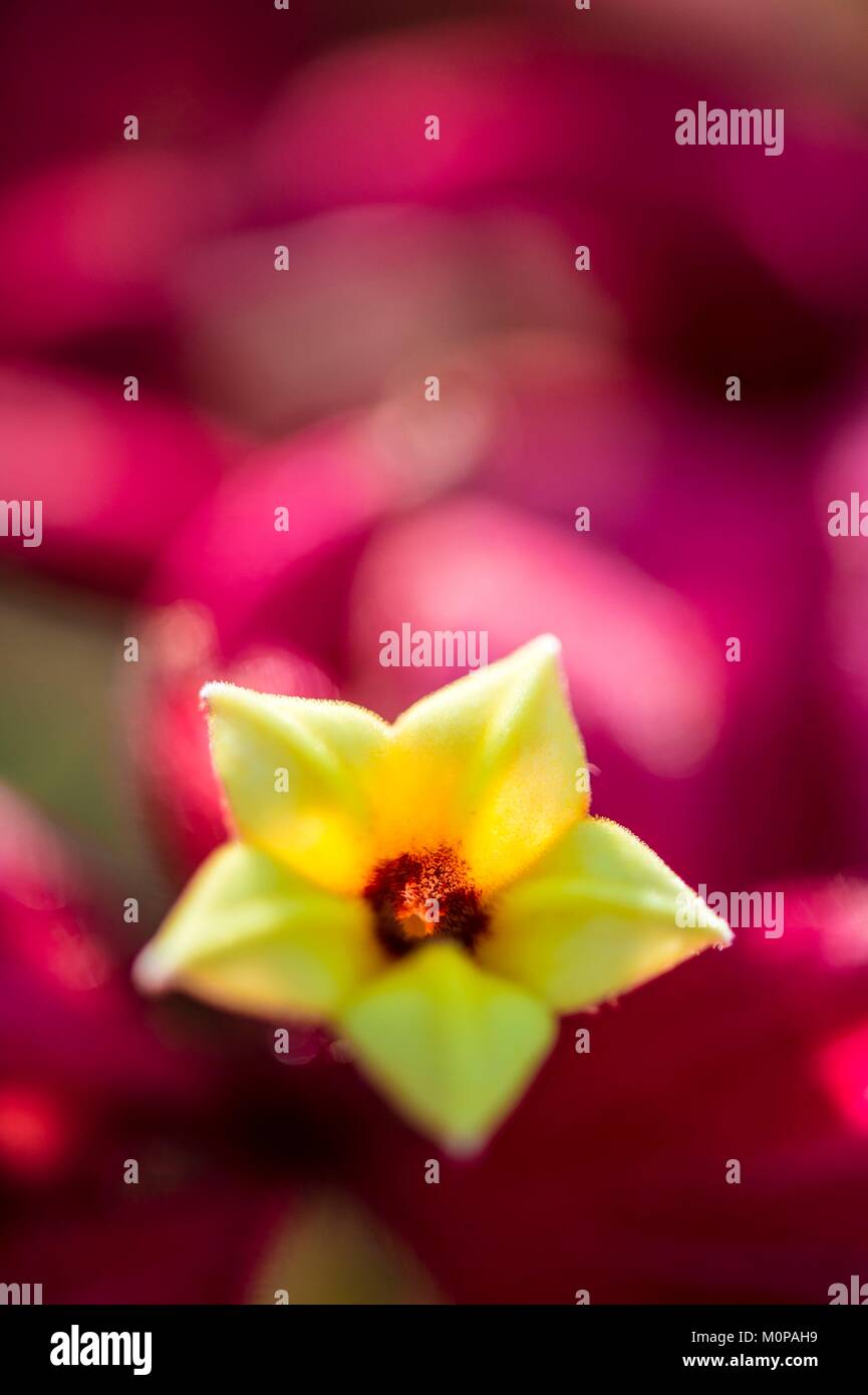 Frankreich, Karibik, Kleine Antillen, Guadeloupe, Basse-Terre, Petit-Bourg, Blume von Mussaenda erythrophylla Stockfoto
