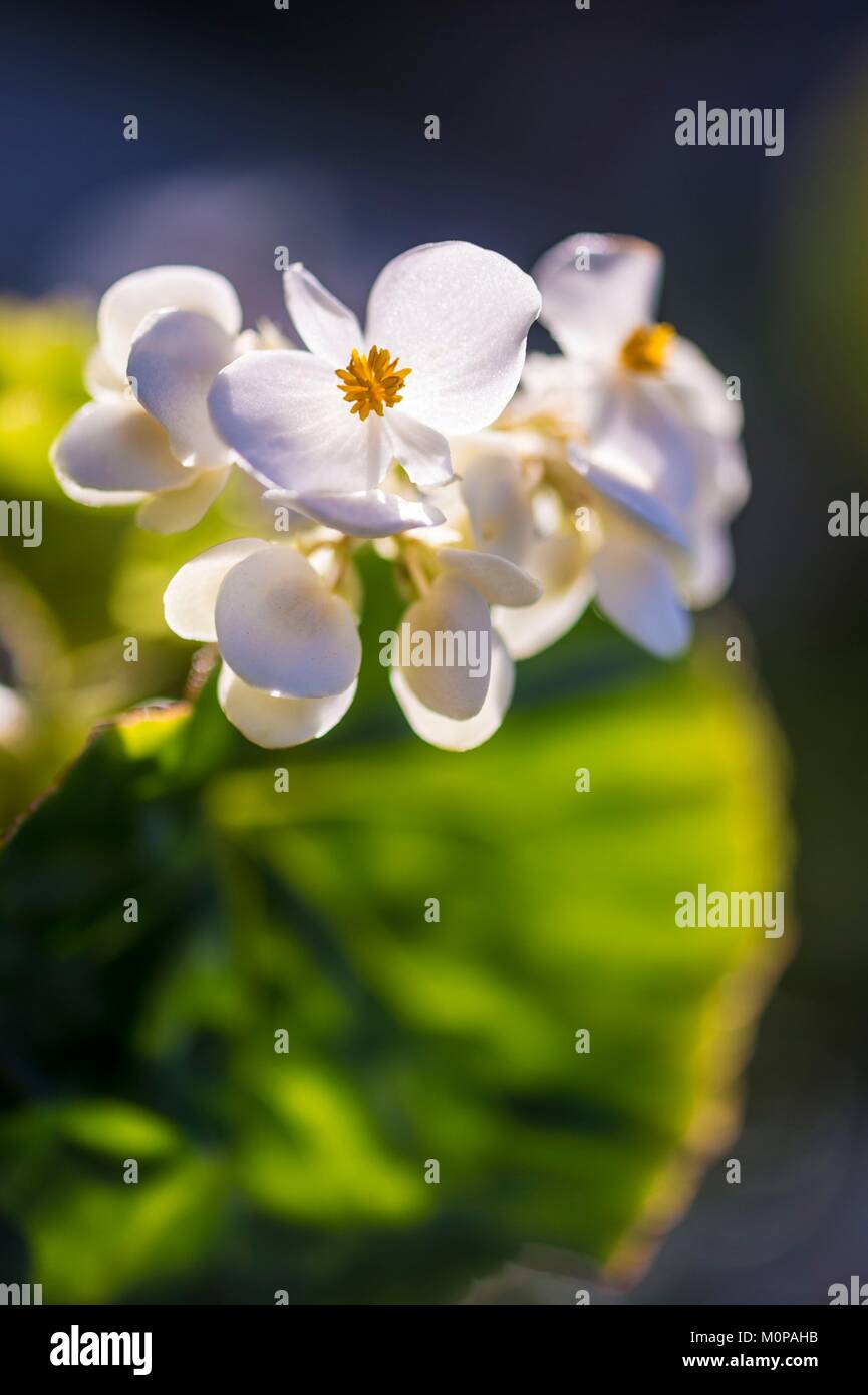 Frankreich, Karibik, Kleine Antillen, Guadeloupe, Basse-Terre, Petit-Bourg, Begonia scharffii Blumen Stockfoto