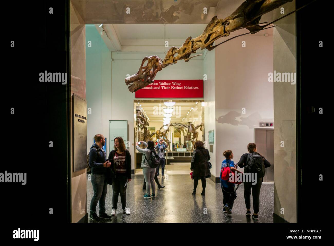 United States, New York, New York City, Upper West Side, Museum der Naturgeschichte, Dinosaurier-ausstellung Stockfoto