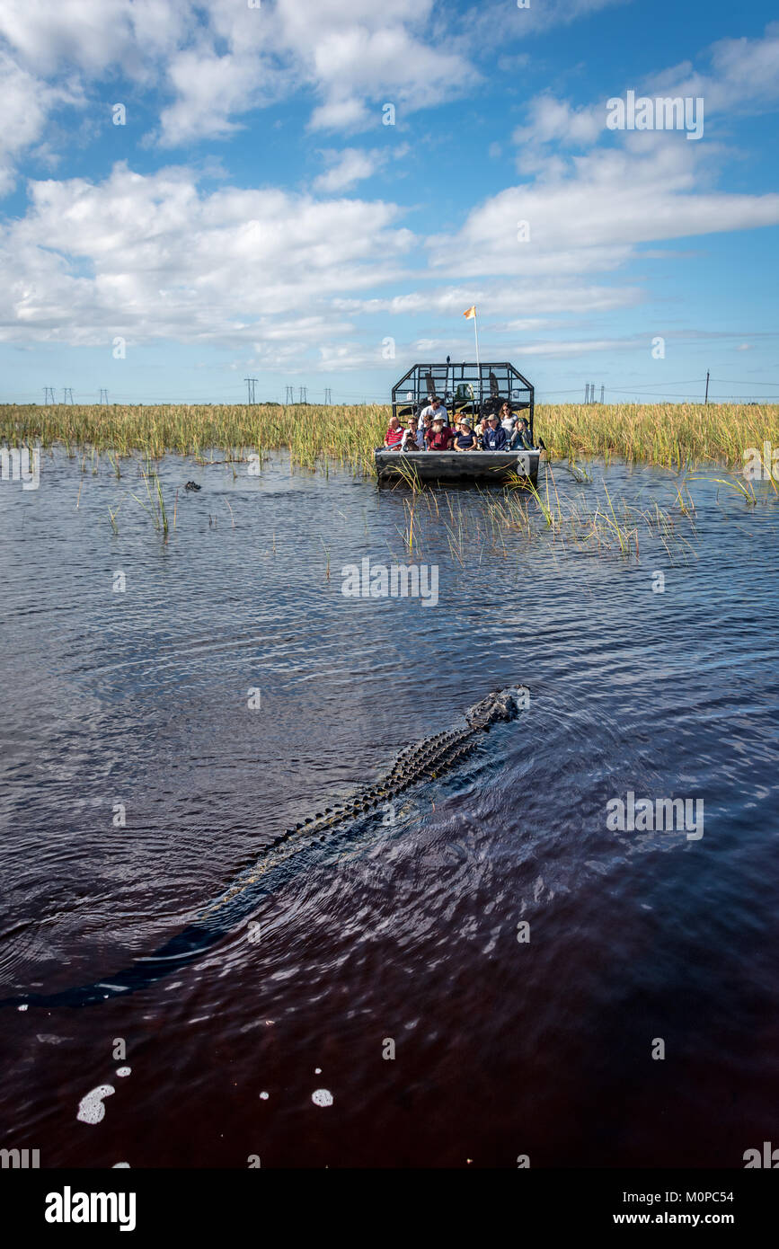 Airboat Alligator nähert sich in Florida Everglades bei Sawgrass Recreation Park, ein beliebter Tagesausflug für Touristen von Fort Lauderdale, Bootsfahrt Stockfoto