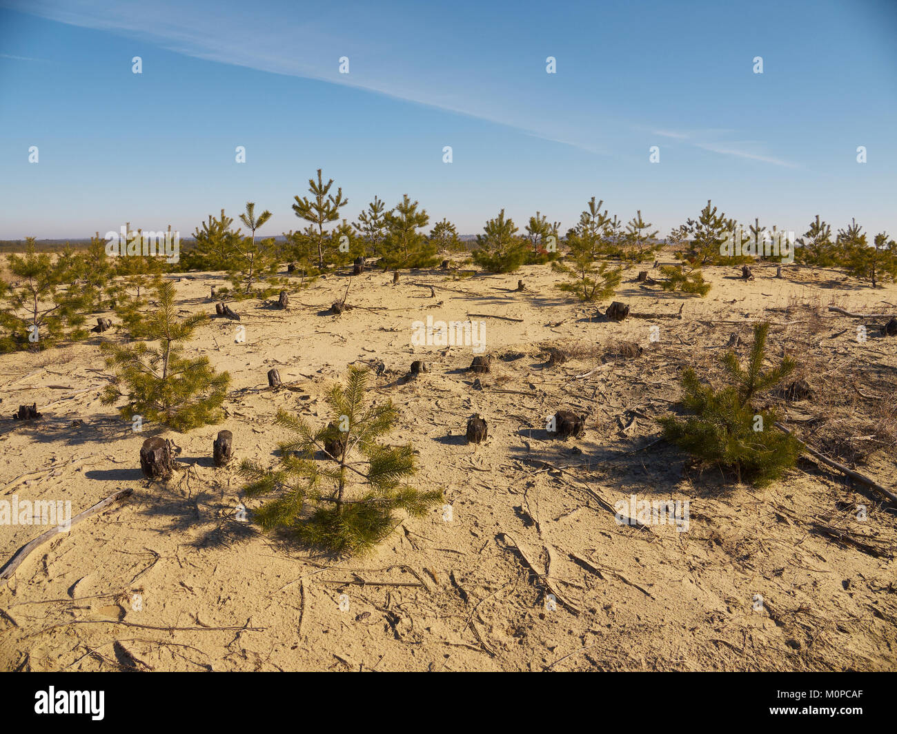 Stümpfe abwechselnd mit kleinen Tannen auf dem Sand Hills in der Baumschule unter dem blauen Himmel Stockfoto