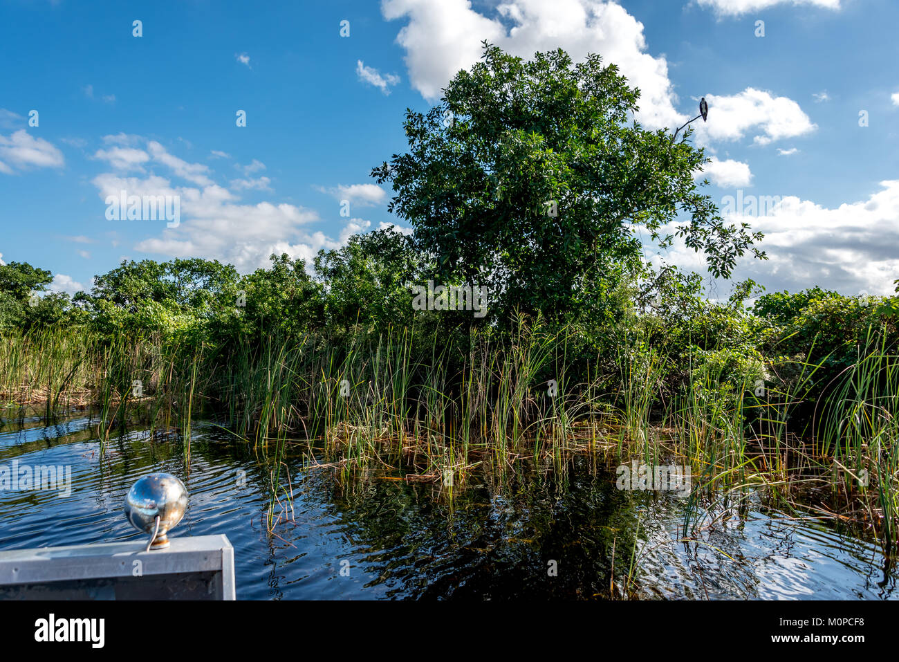 Florida Everglades im Sawgrass Recreation Park Blick von einem Airboat von Gras, ein osprey Vogel im Baum in den Everglades (auch Air Boot) Stockfoto