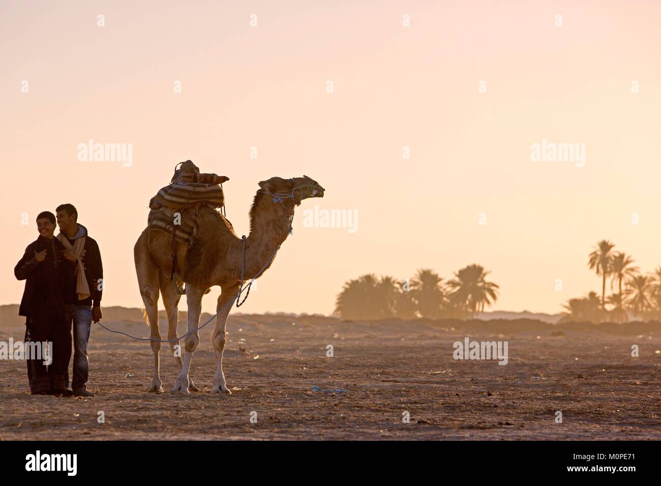 Tunesien, Douz, Sahara, internationales Festival der Sahara in Douz, Dromedar Stockfoto