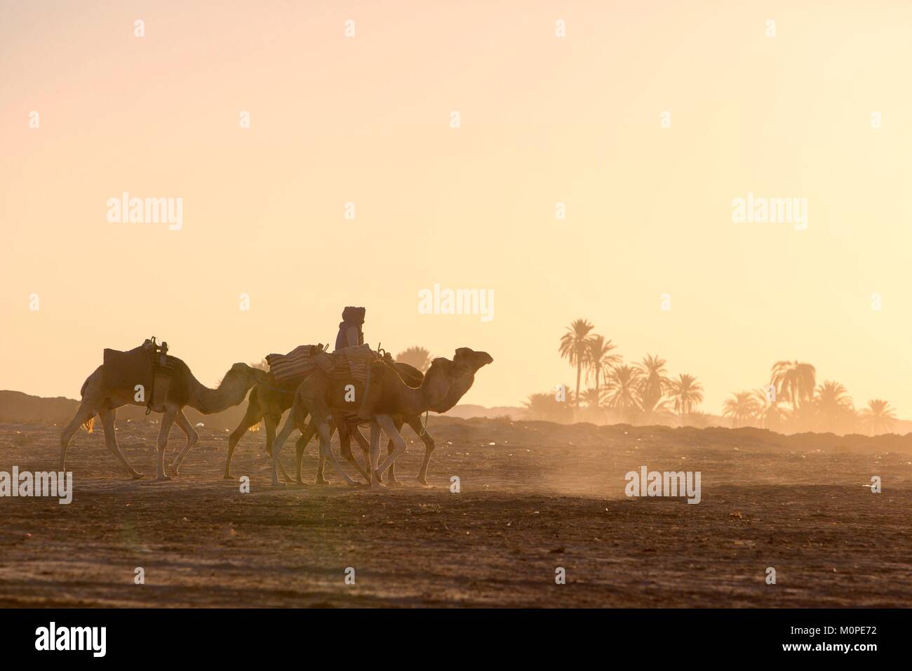 Tunesien, Douz, Sahara, internationales Festival der Sahara in Douz, Dromedar Stockfoto