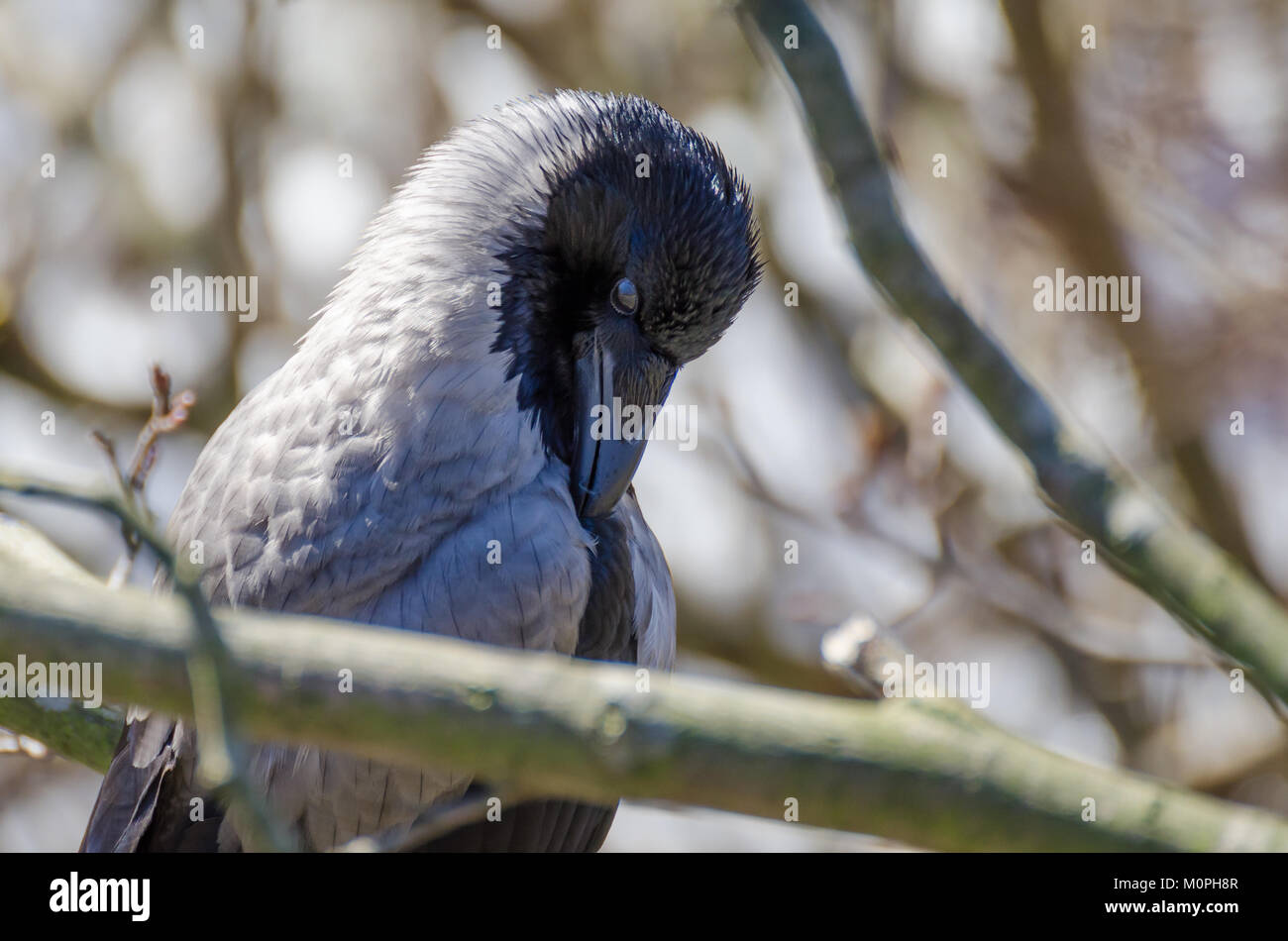 Nahaufnahme von Nebelkrähe oder Corvus cornix Vogel im Winter Stockfoto