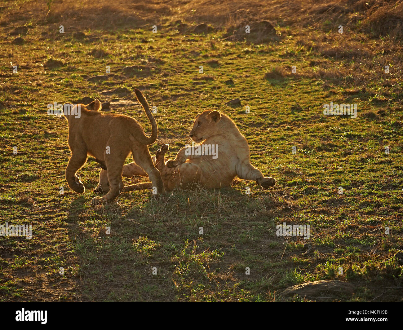 Zwei junge löwinnen (Panthera leo) spielen - kämpfen, als Teil der wachsenden Prozess auf den Ebenen der Masai Mara, Kenia, Afrika Stockfoto