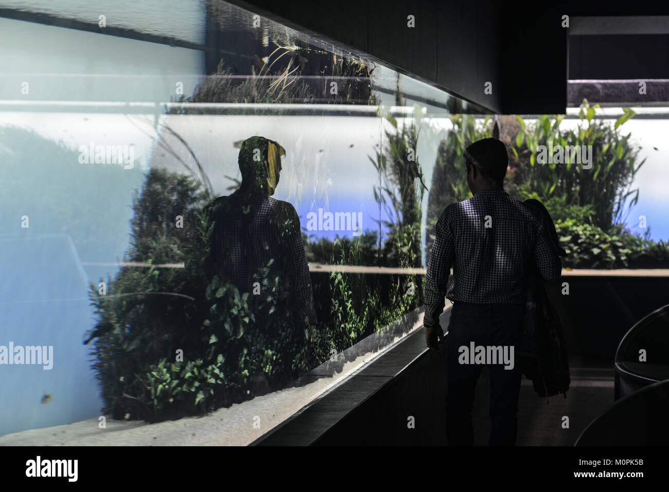 Takashi Amano Stockfotos und bilder Kaufen Alamy