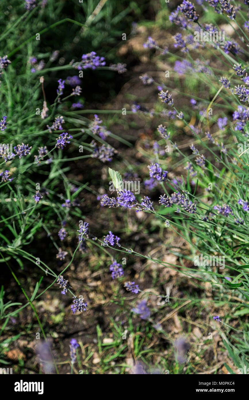 Busche Von Frischem Wild Lila Duftenden Lavendel Im Garten