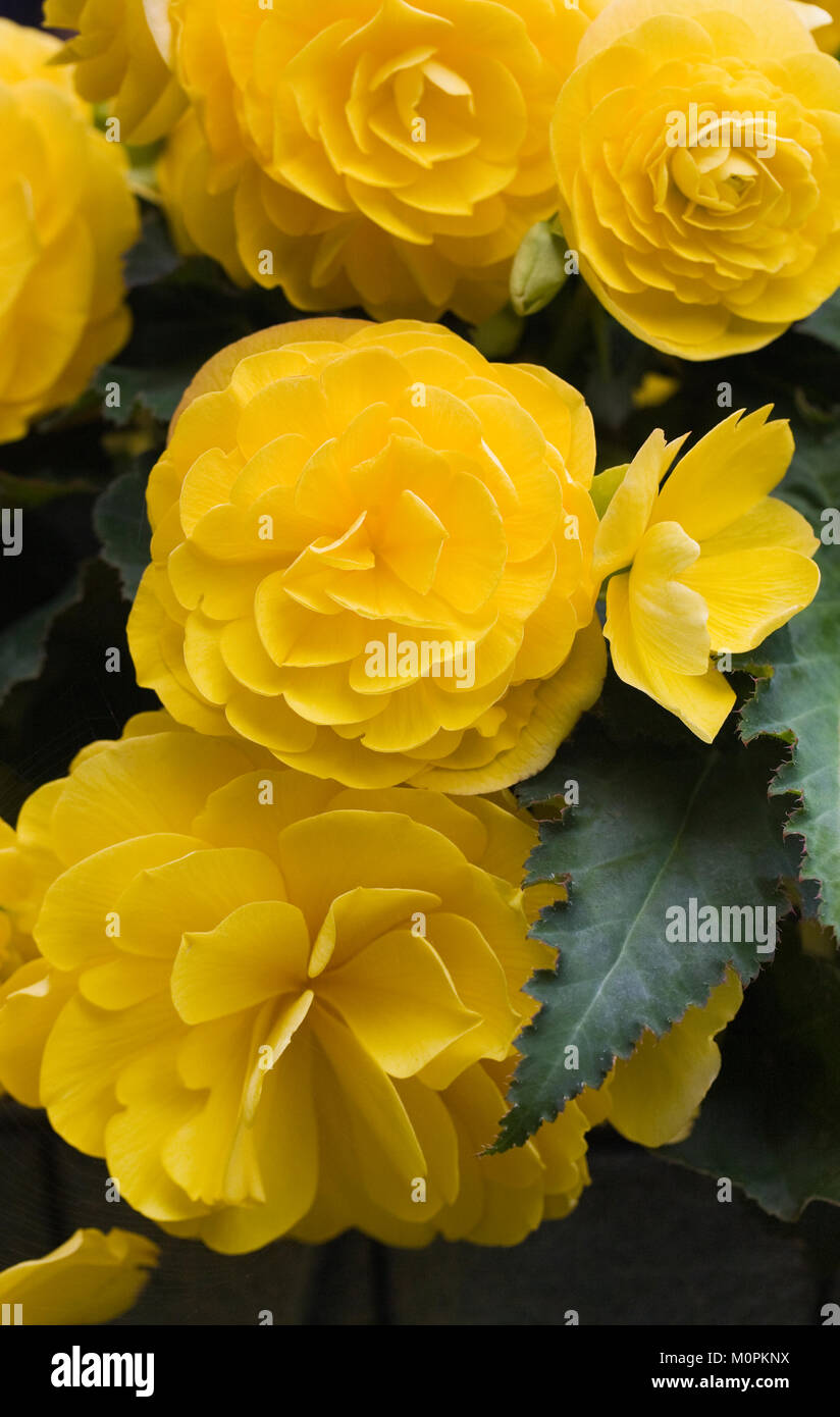 Gelb Begonien in einem hängenden Korb. Stockfoto