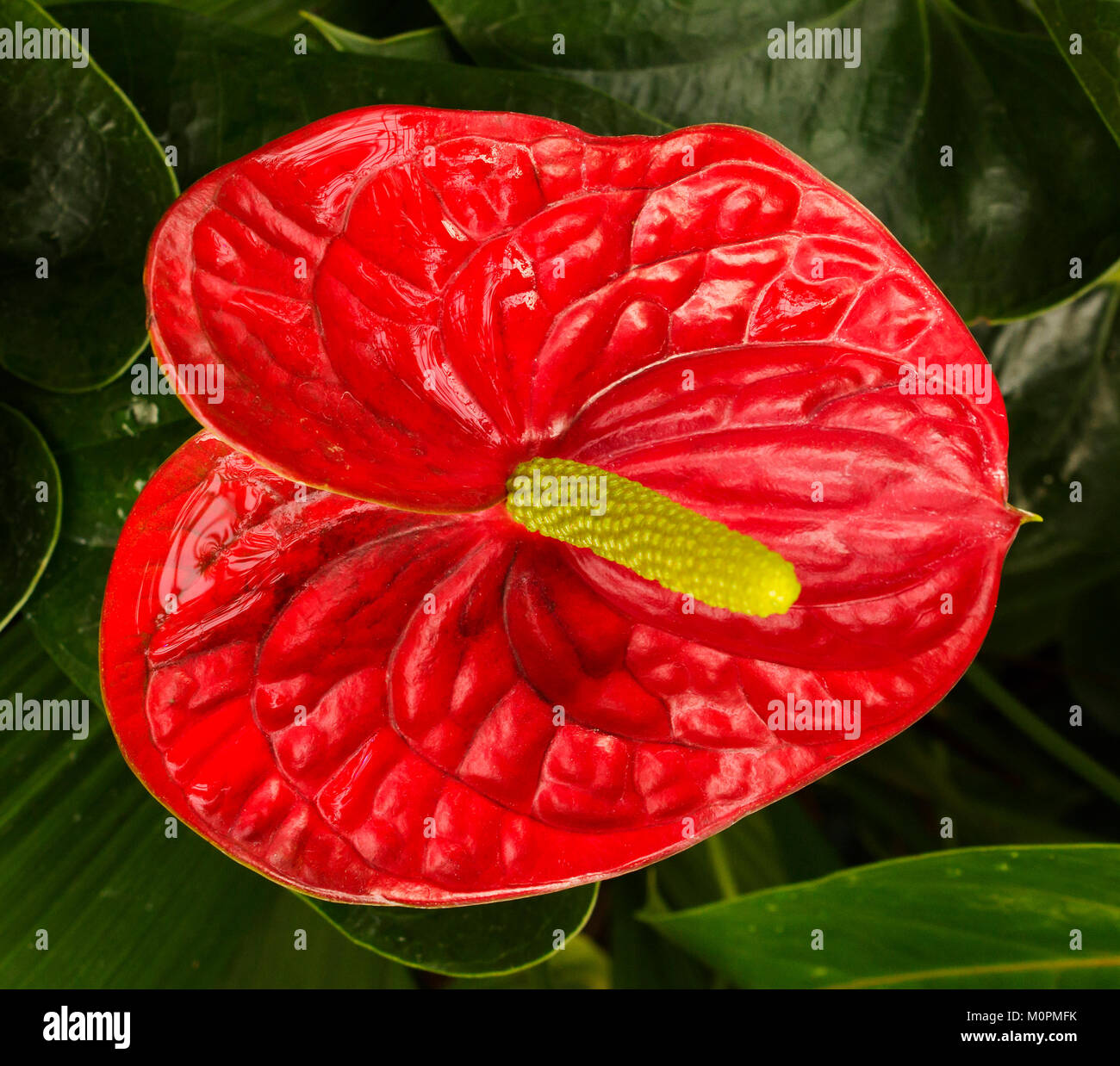 Makro Bild von anthurium Blumen Stockfoto