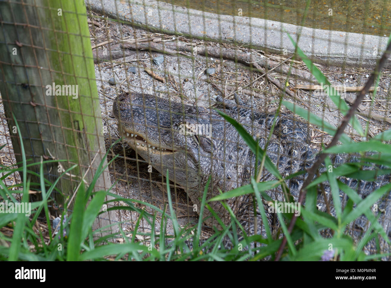 In der Salisbury Zoological Park, Salisbury, Maryland, Vereinigte Staaten. Stockfoto