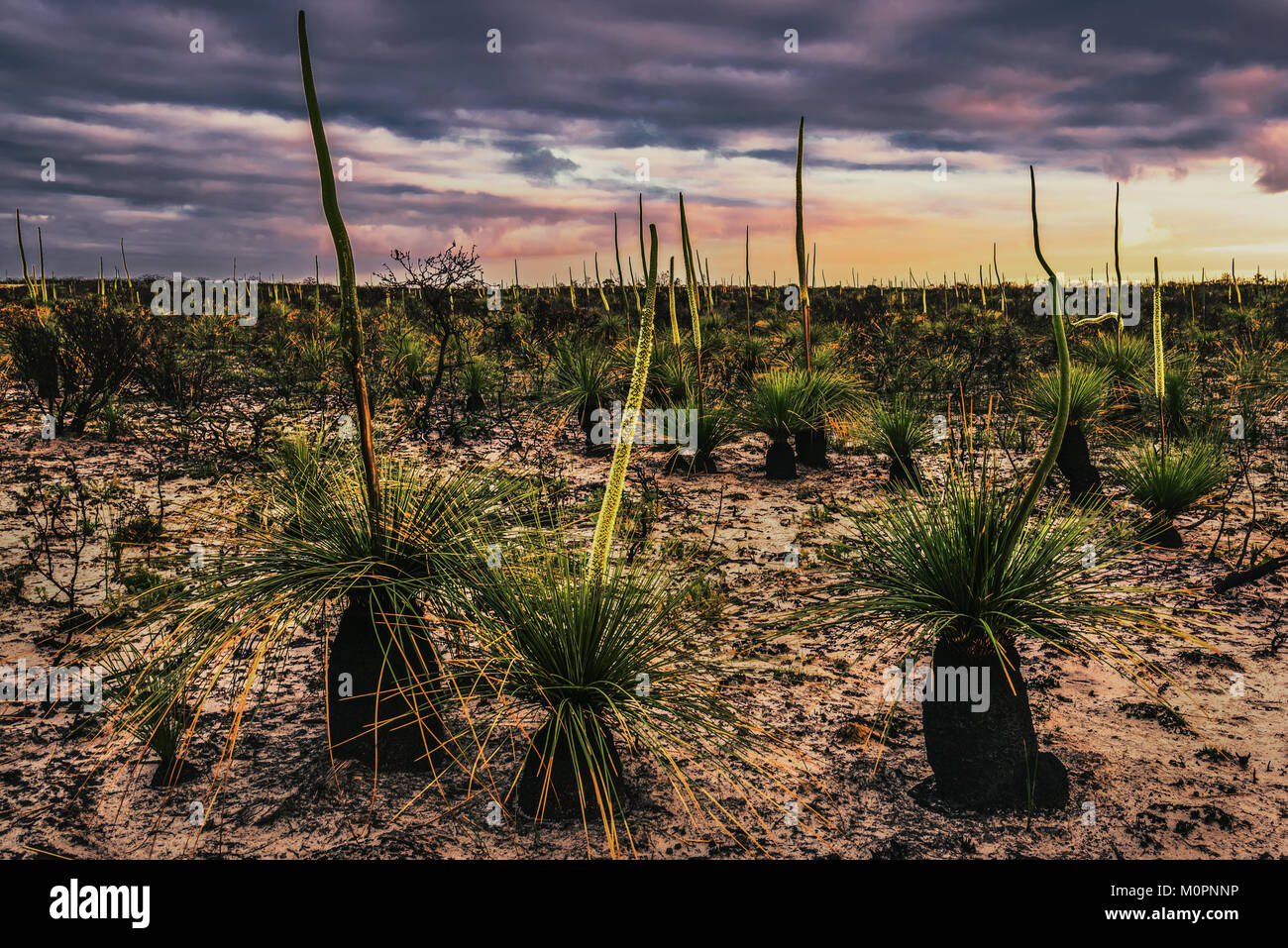 Grasbäume (Xanthorrhoea oder WA Black Boys) im Cape Arid National Park, Western Australia Stockfoto