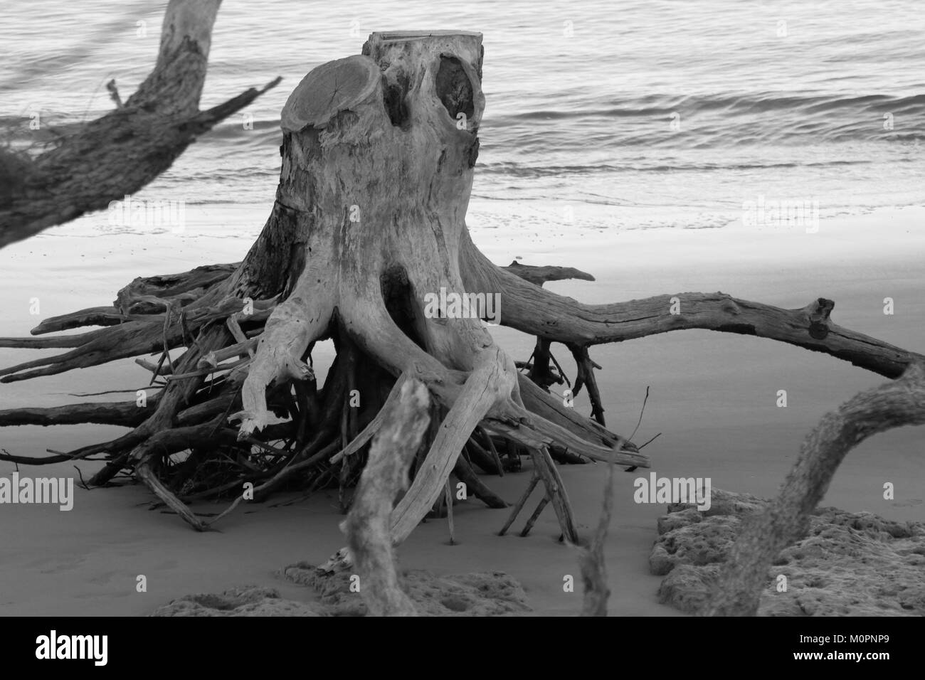 Driftwood stumpf auf Little Talbot Island, Florida, in schwarz-weiß Stockfoto