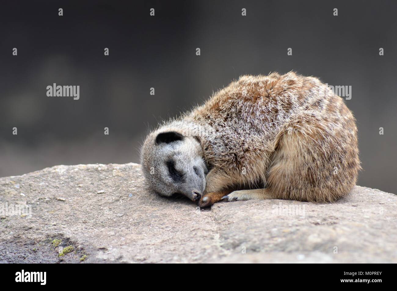 Schlafen Meerkat Stockfoto