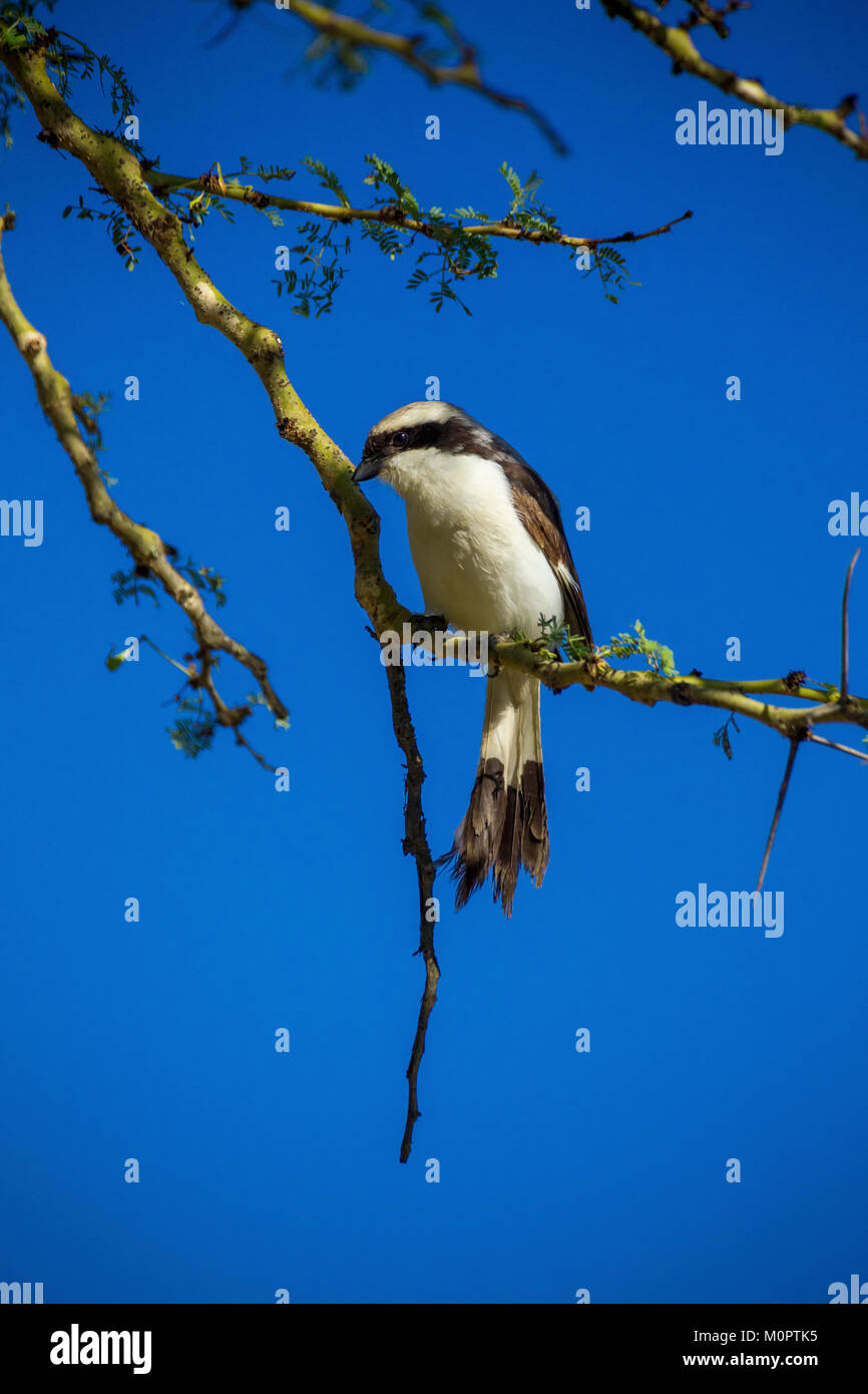 Grau-backed Geschäftsjahr Shrike (Lanius excubitoroides) in einem Baum Lake Nakuru, Kenia gehockt Stockfoto