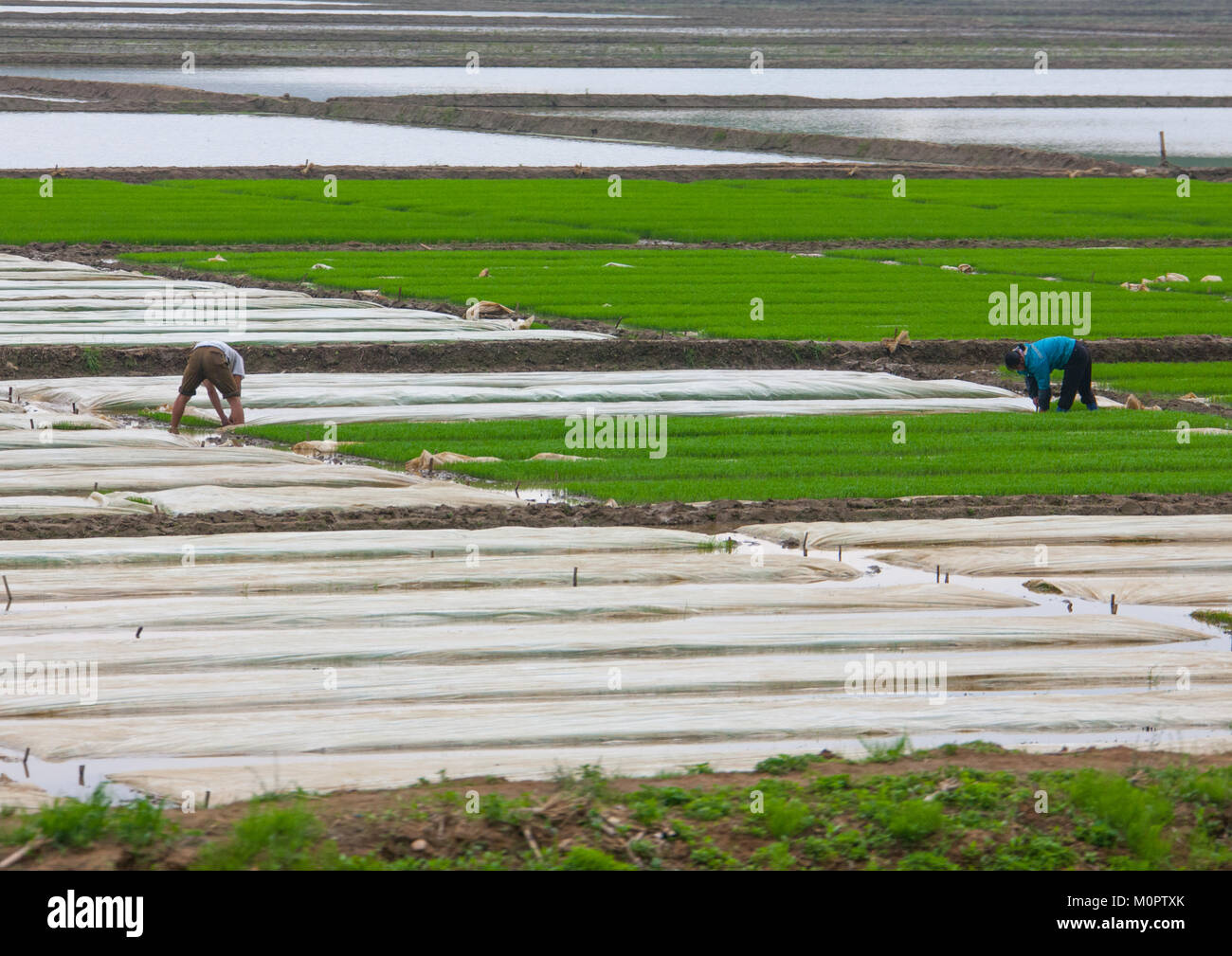 Nordkoreanische Bauern, die in einem Feld, Süd-pyongan Provinz, Chongsan-ri Kooperative Farm, Nordkorea Stockfoto