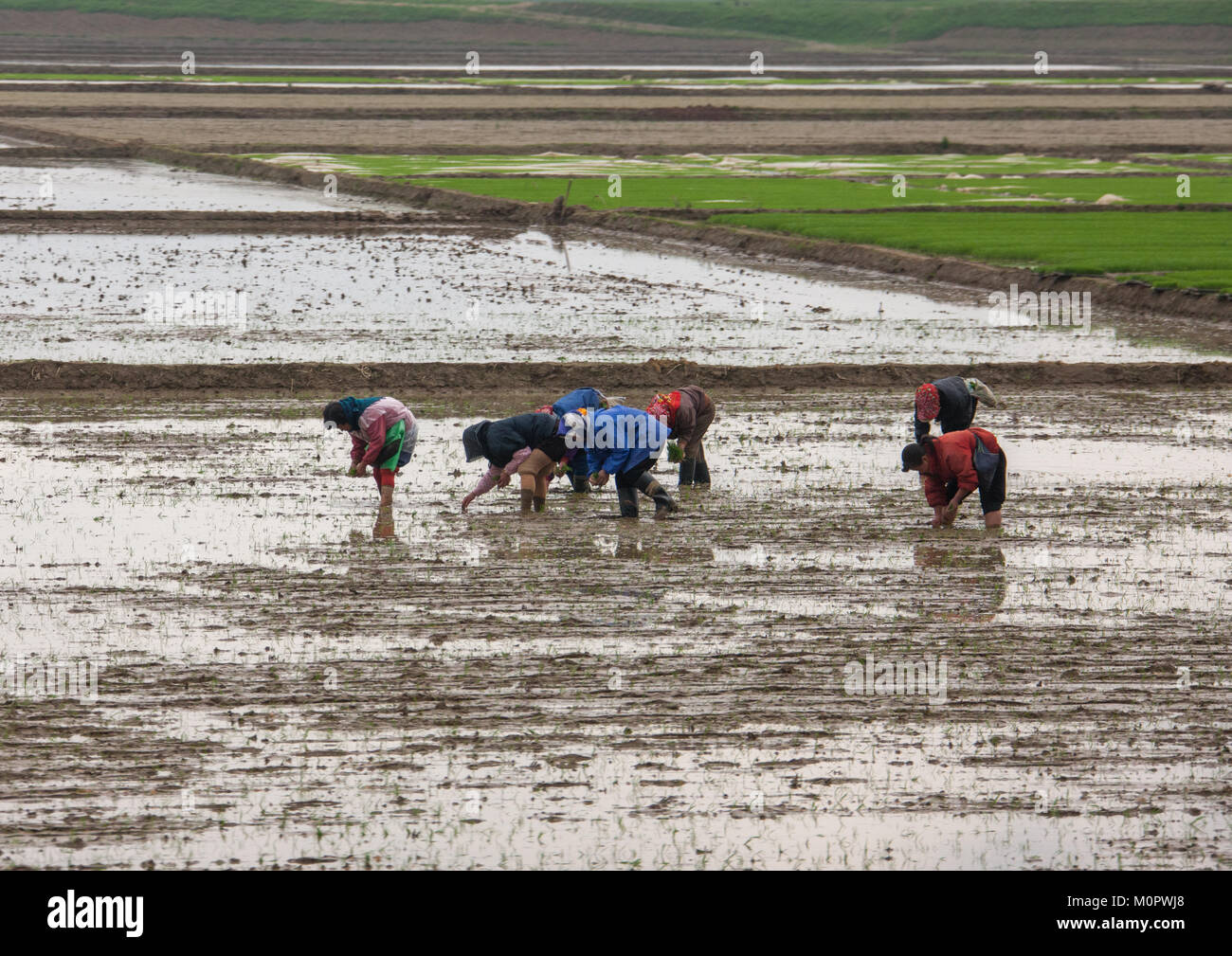 Nordkoreanische Landwirte arbeiten in einem Reisfeld, Süd-pyongan Provinz, Chongsan-ri Kooperative Farm, Nordkorea Stockfoto