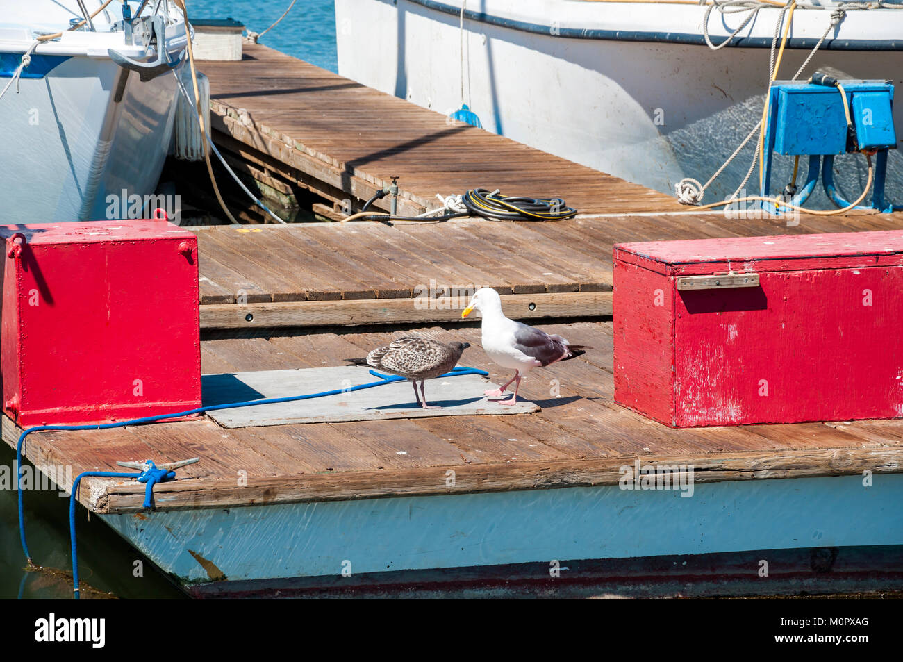 Paar Möwen (Larus Californicus) auf einem schwimmenden Dock mit Fischerbooten im Hintergrund Stockfoto