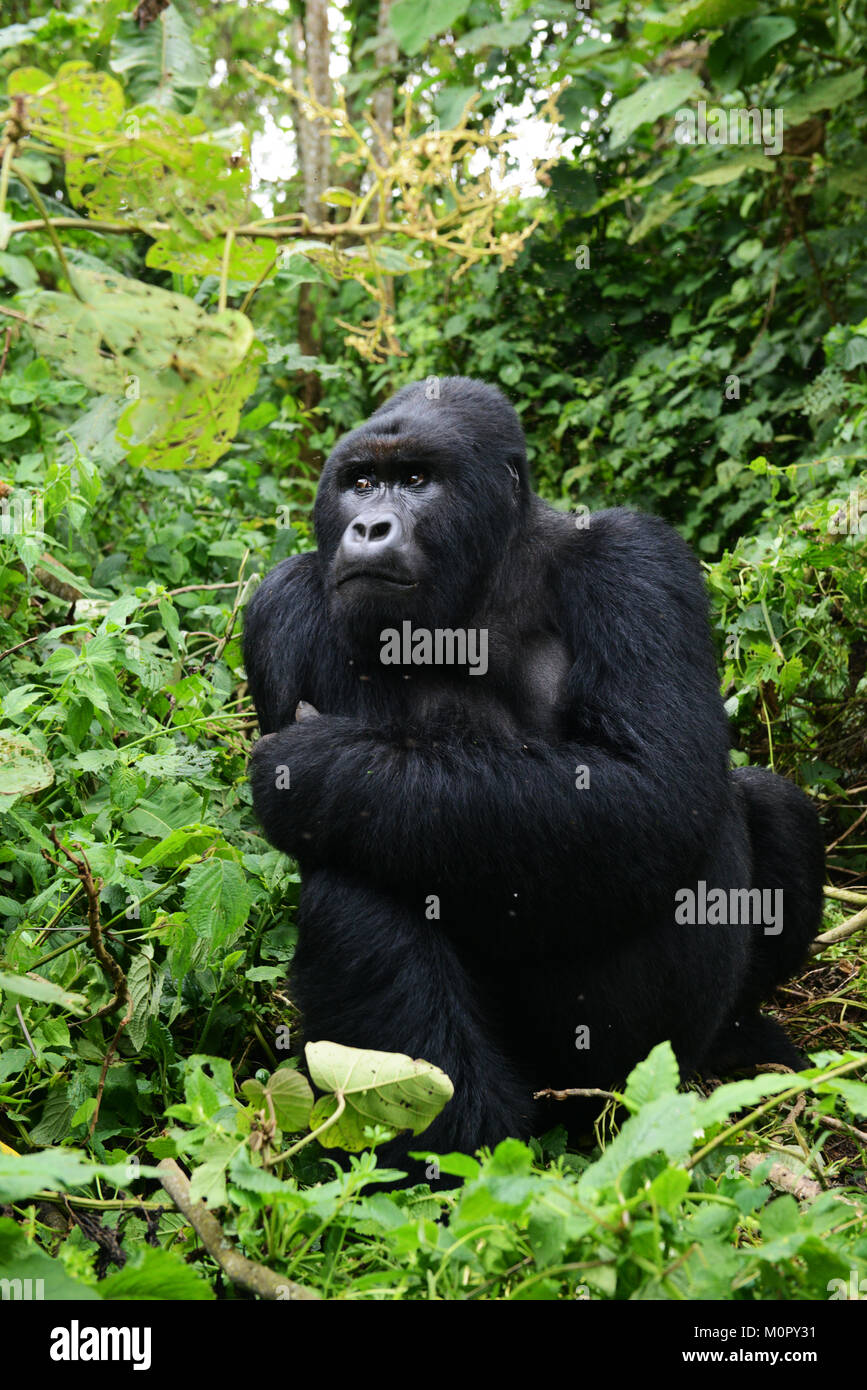 Ein Berggorillas im Virunga Nationalpark im Osten der Demokratischen Republik Kongo. Stockfoto