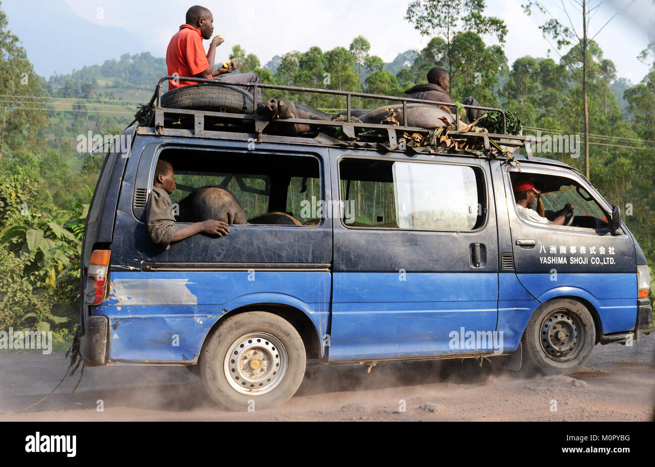Transport von Schweinen in einem Busch Taxi im Osten der Demokratischen Republik Kongo. Stockfoto