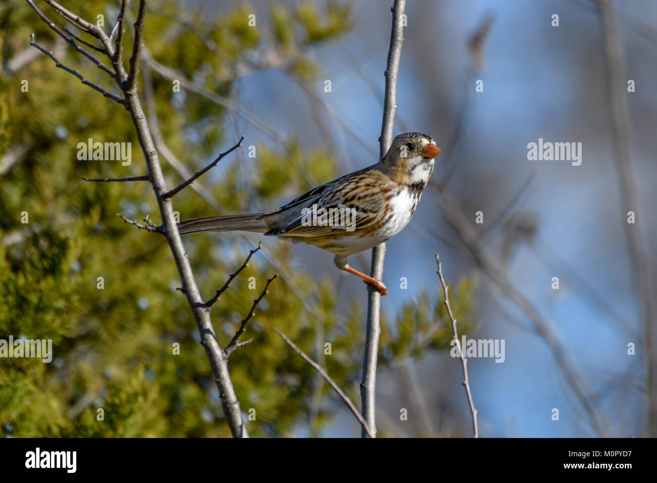 Harris' Sparrow - Zonotrichia querula, auf einem Zweig mit Bäumen und blauer Himmel thront Stockfoto