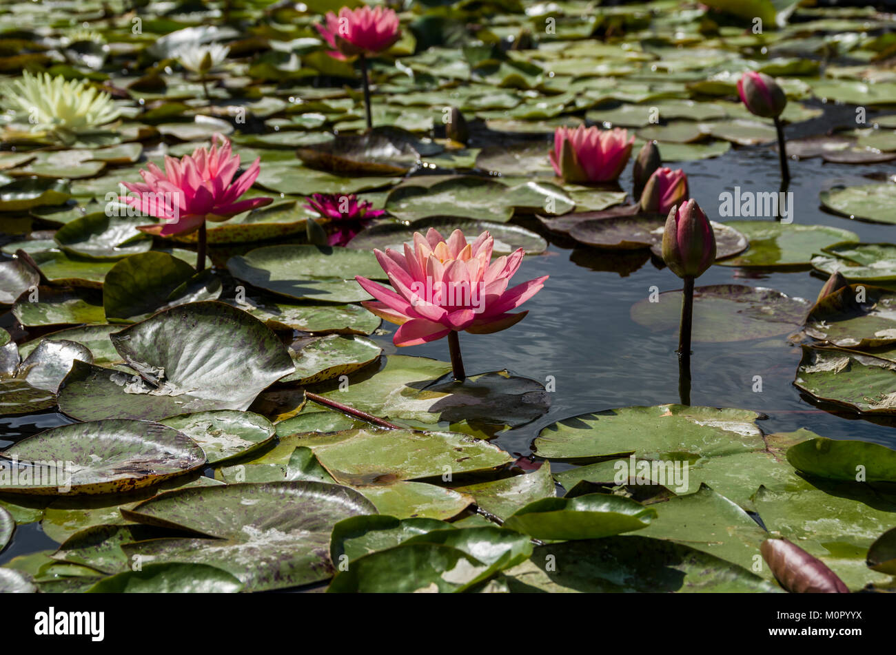 Seerose blüht und Lily Pads auf einem ruhigen Teich. Stockfoto