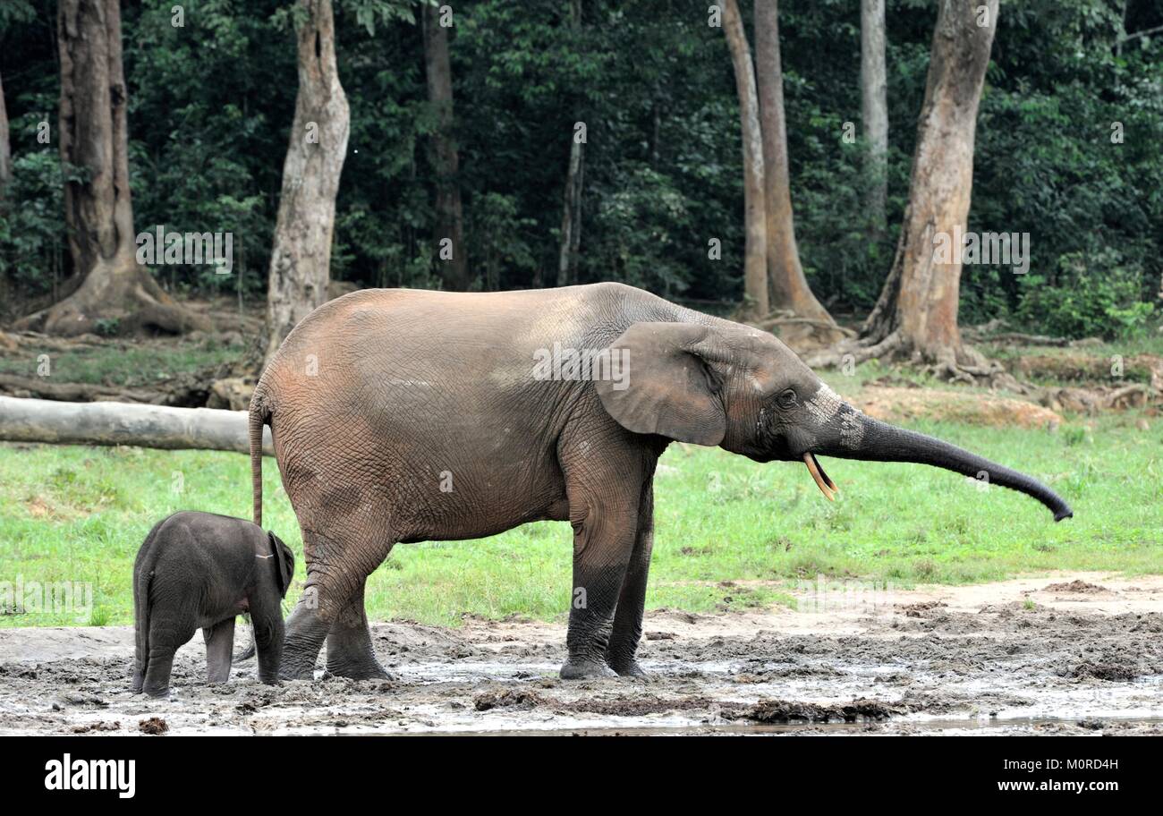 Der Elefant Kalb und elefantenkuh der Afrikanischen Wald Elefant, Loxodonta africana cyclotis. Auf der Dzanga Kochsalzlösung (eine Lichtung) Zentralafrikanische Stockfoto