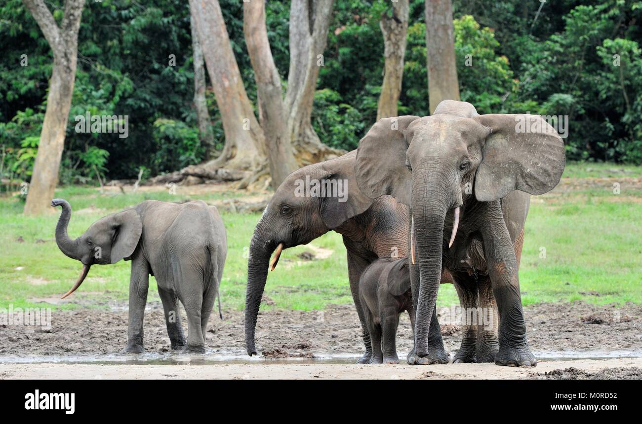 Der Elefant Kalb und elefantenkuh der Afrikanischen Wald Elefant, Loxodonta africana cyclotis. Auf der Dzanga Kochsalzlösung (eine Lichtung) Zentralafrikanische Stockfoto